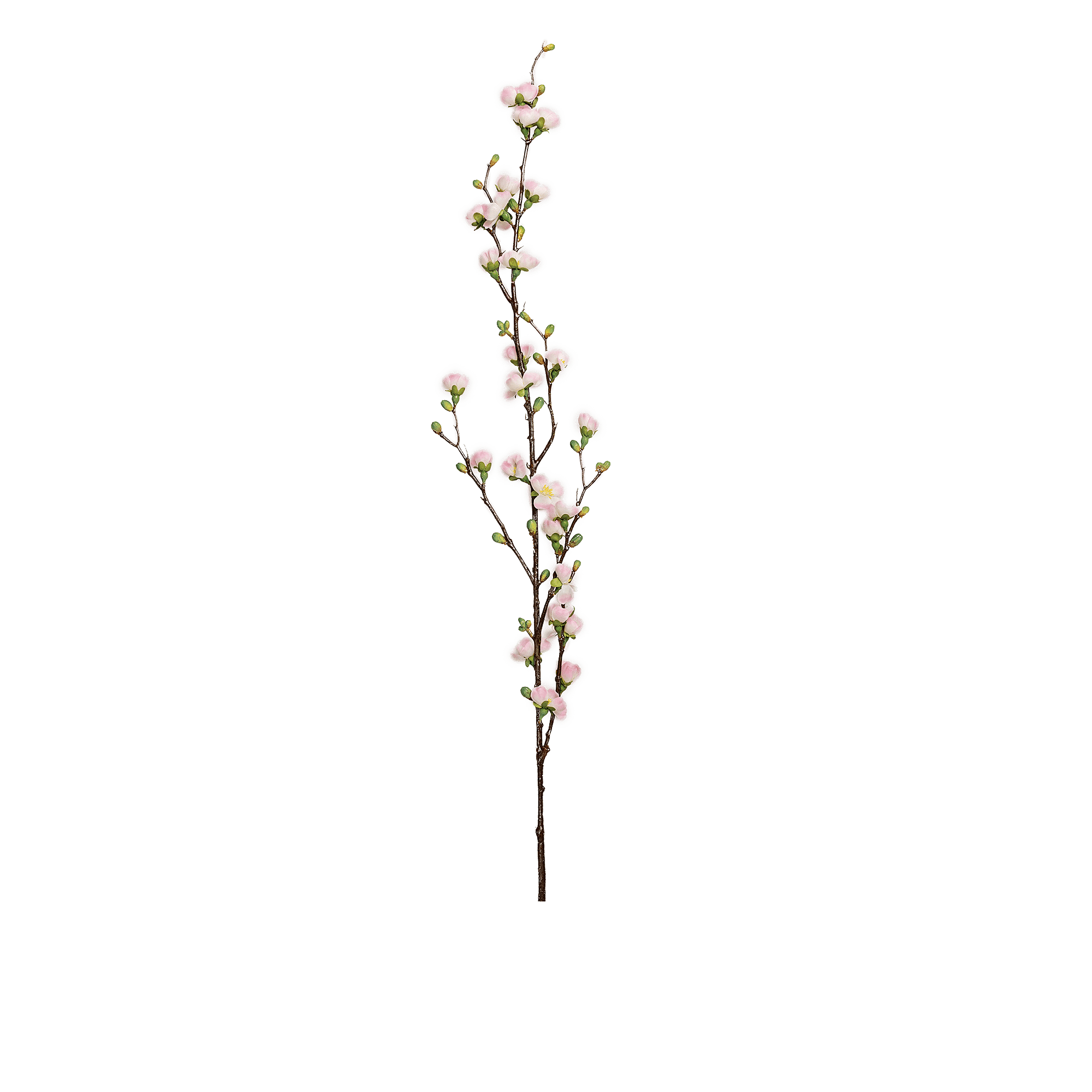 Magnolia Spray