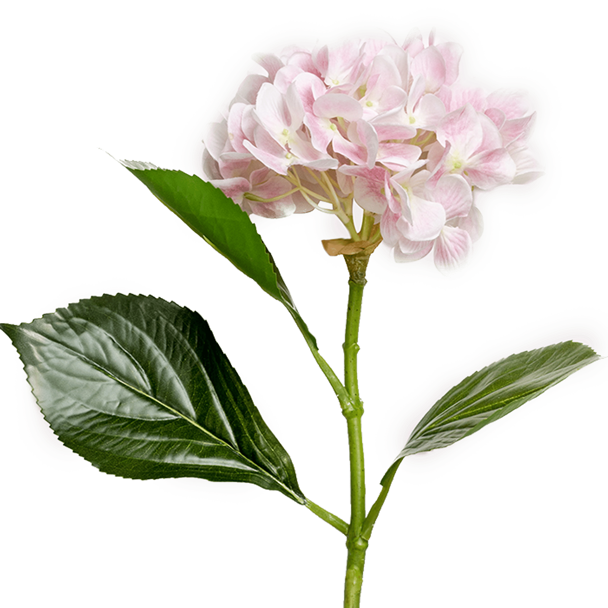 Hydrangea Stem