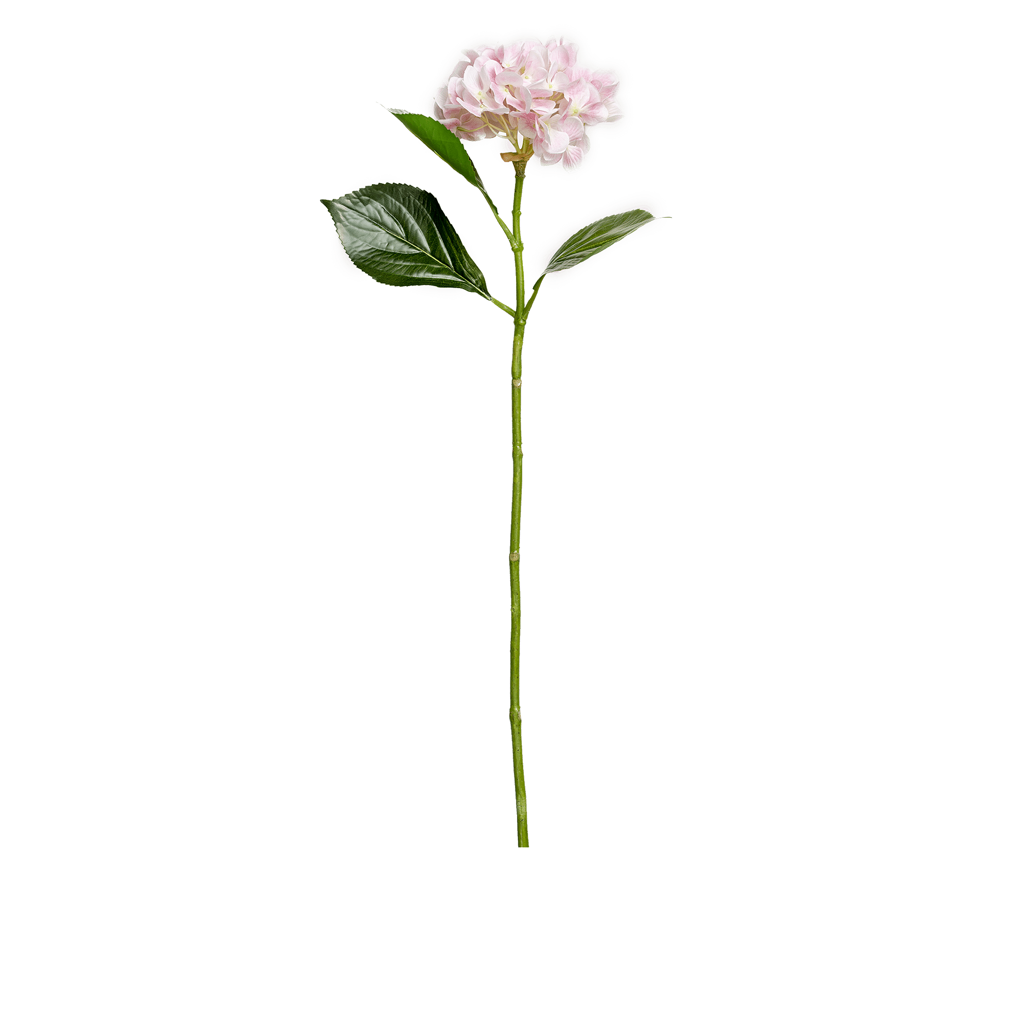 Hydrangea Stem