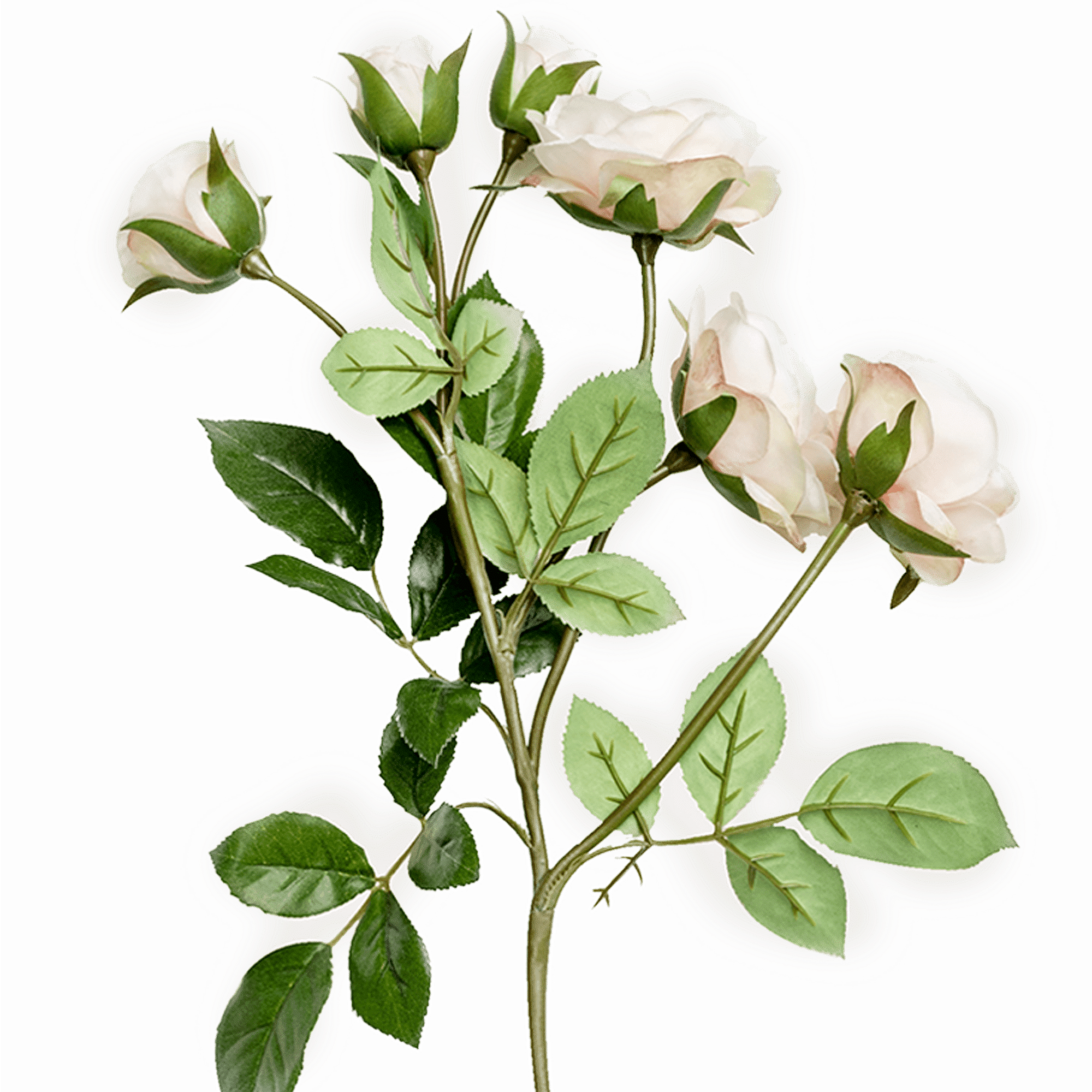 Rose Spray Spray