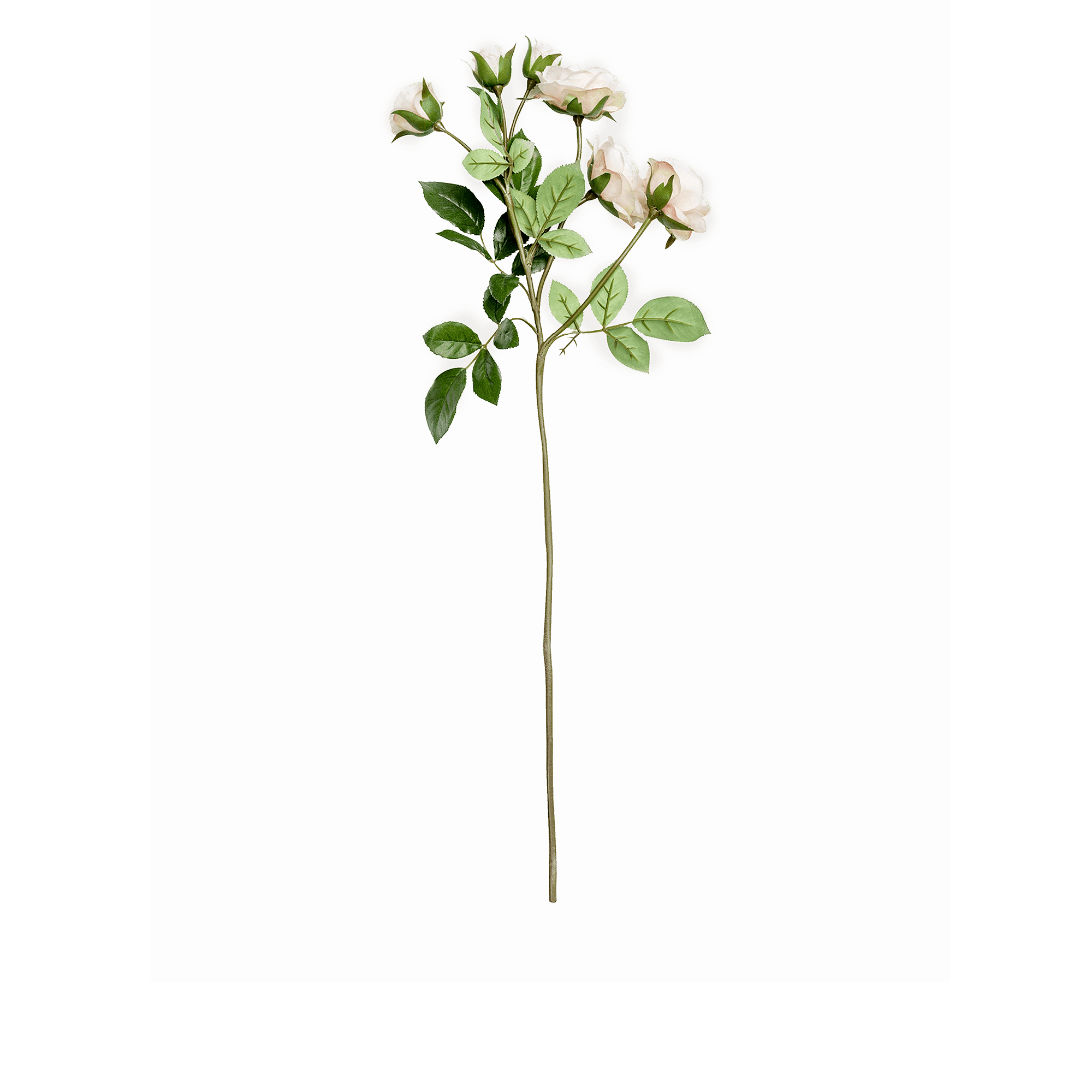 Rose Spray Spray