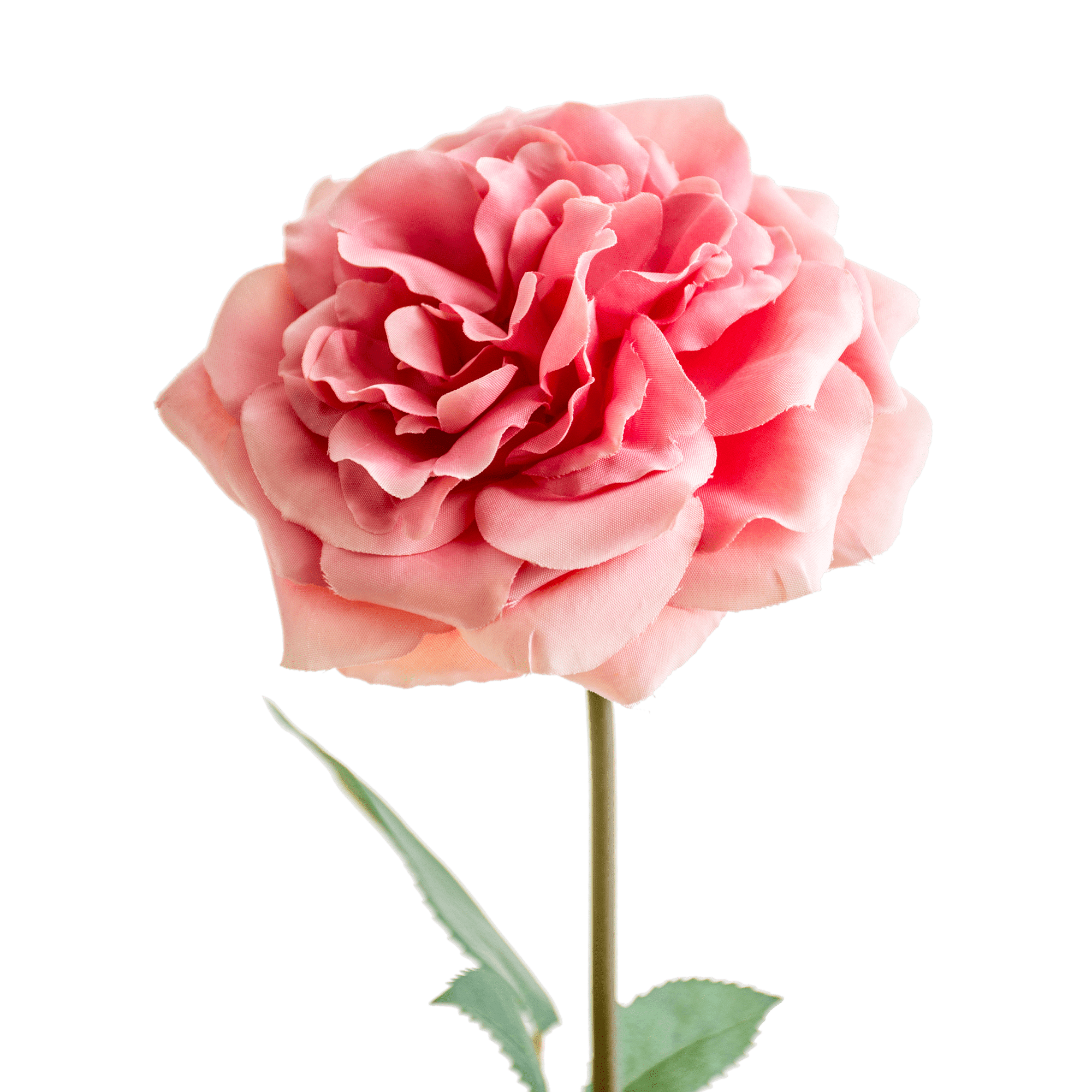 Rose Stem