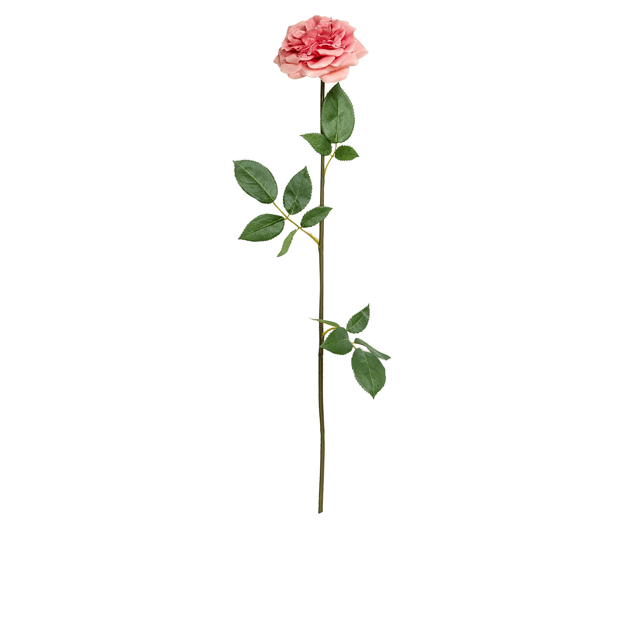 Rose Stem