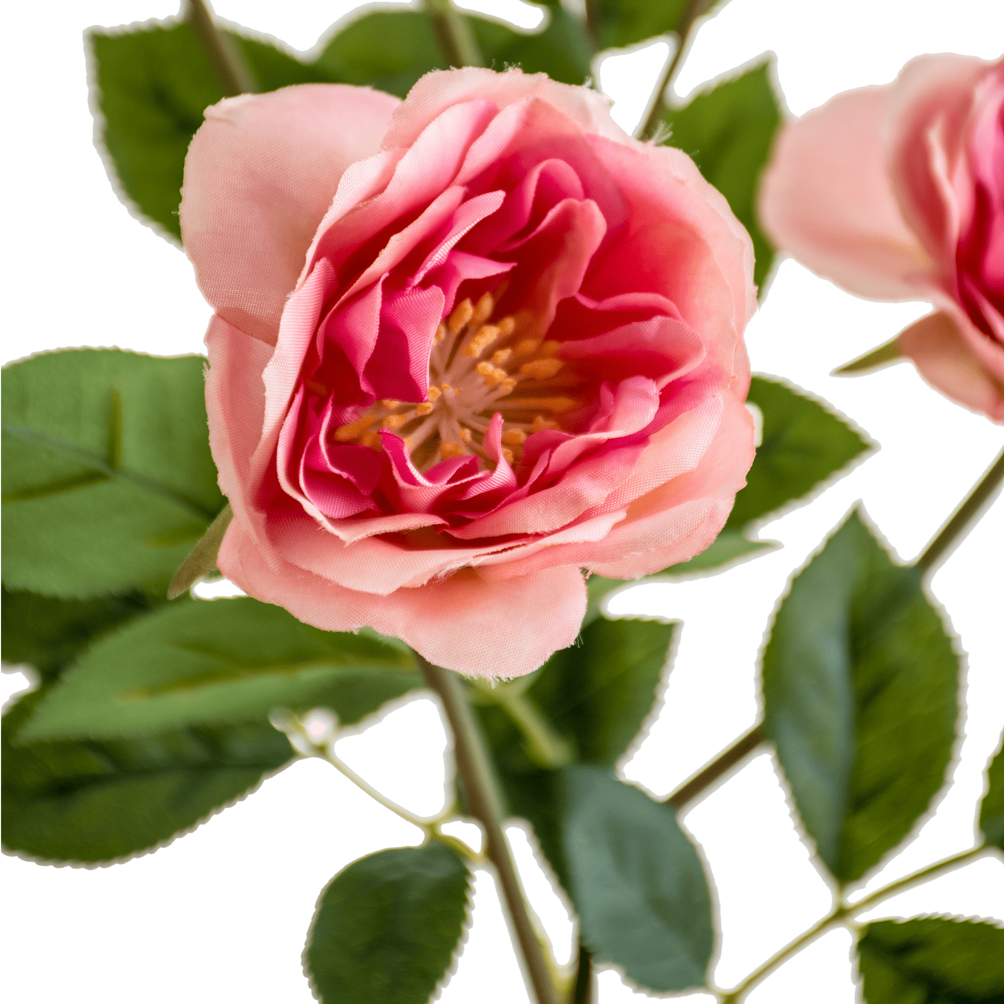 Rose Spray