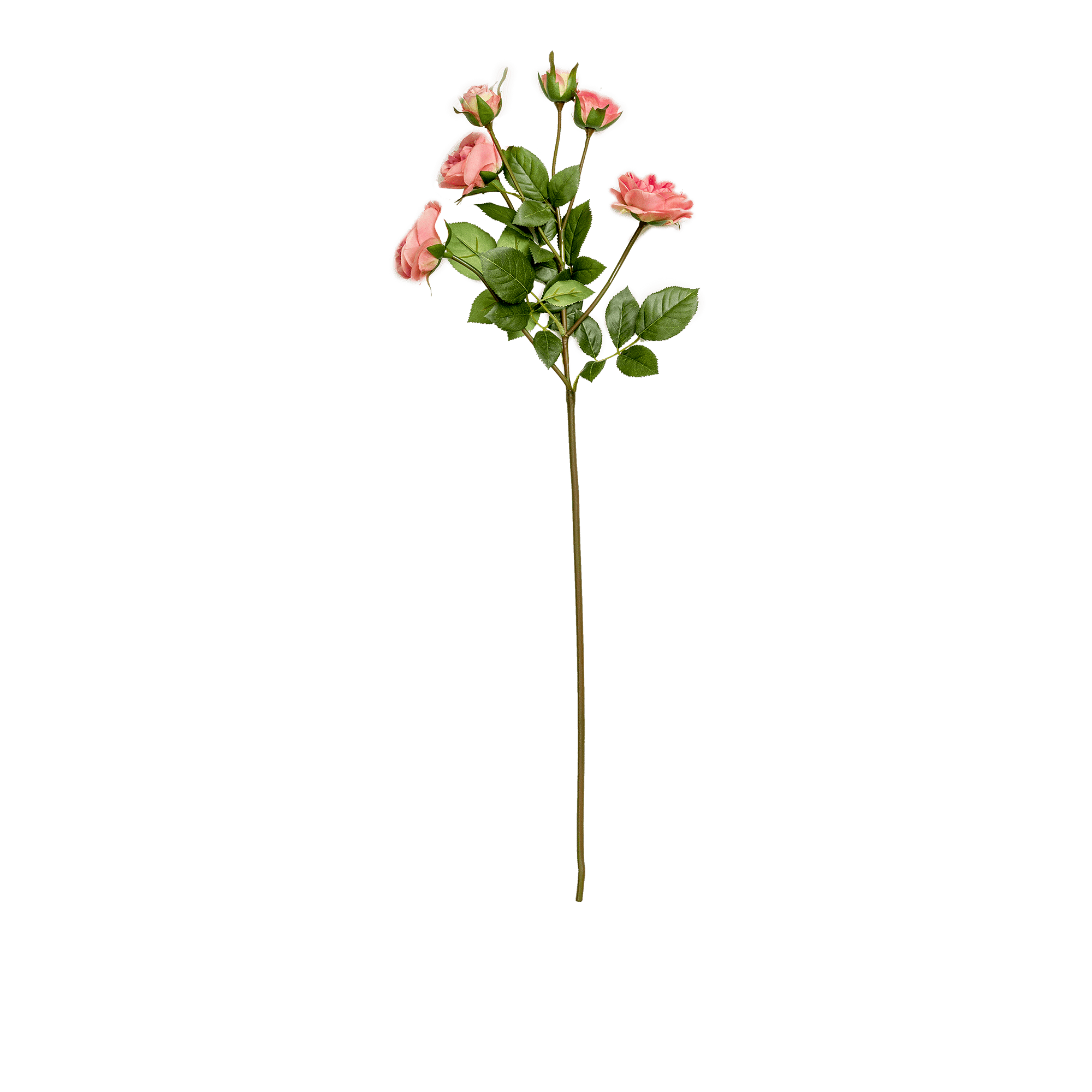 Rose Spray