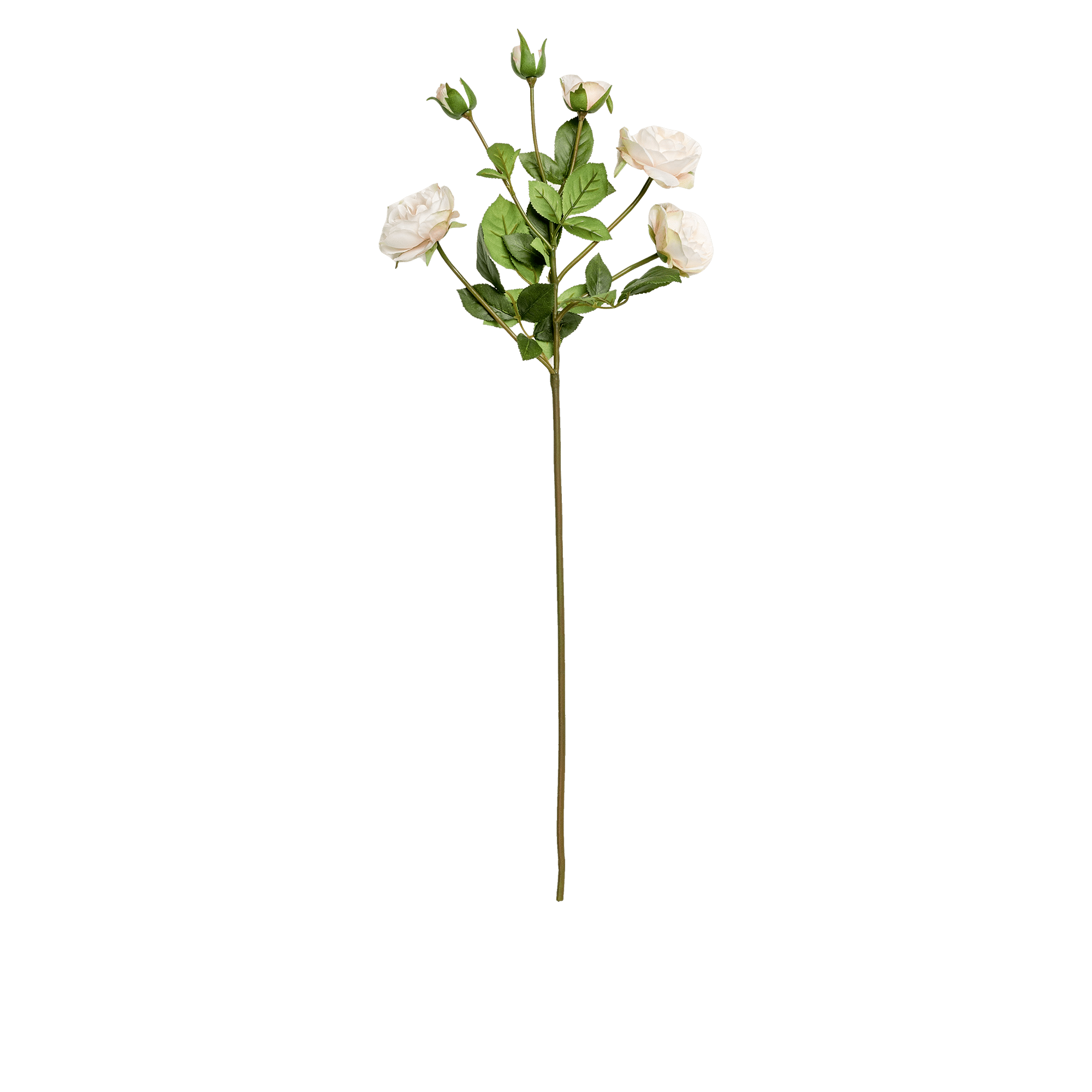 Rose Stem