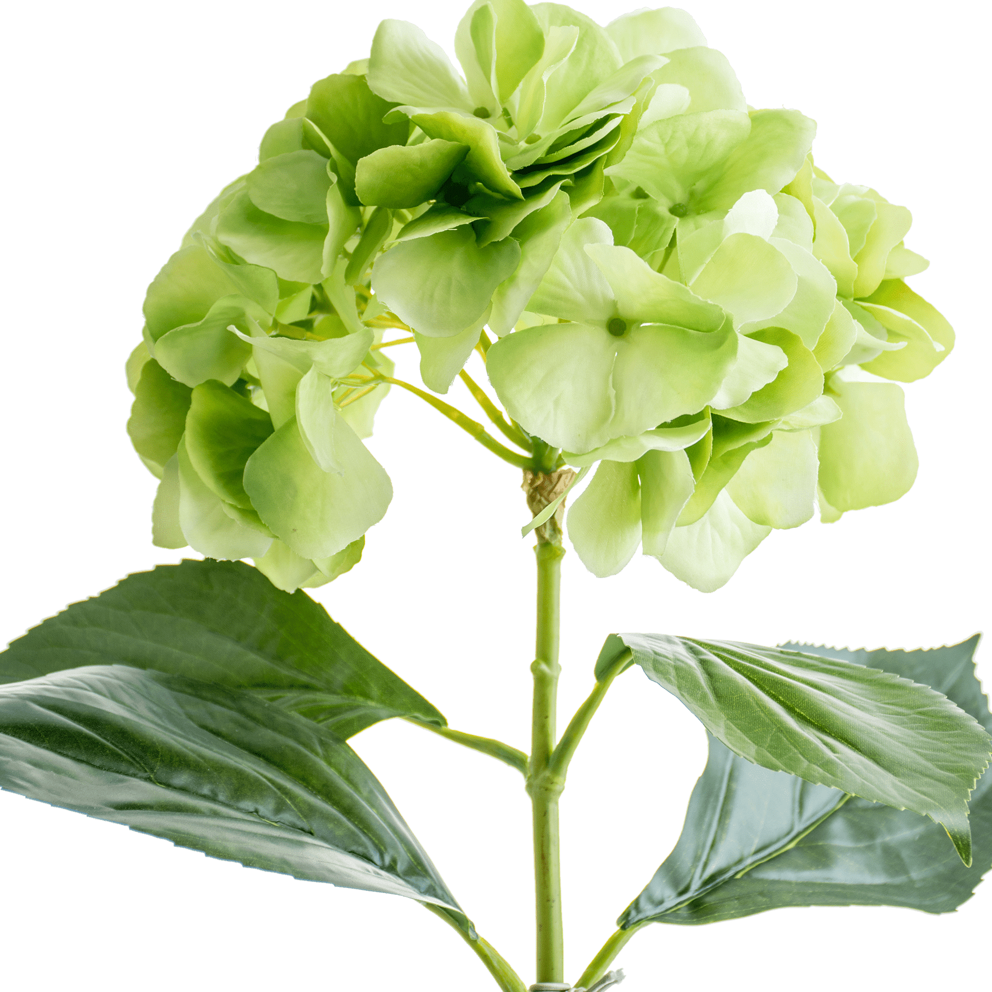 Hydrangea Stem