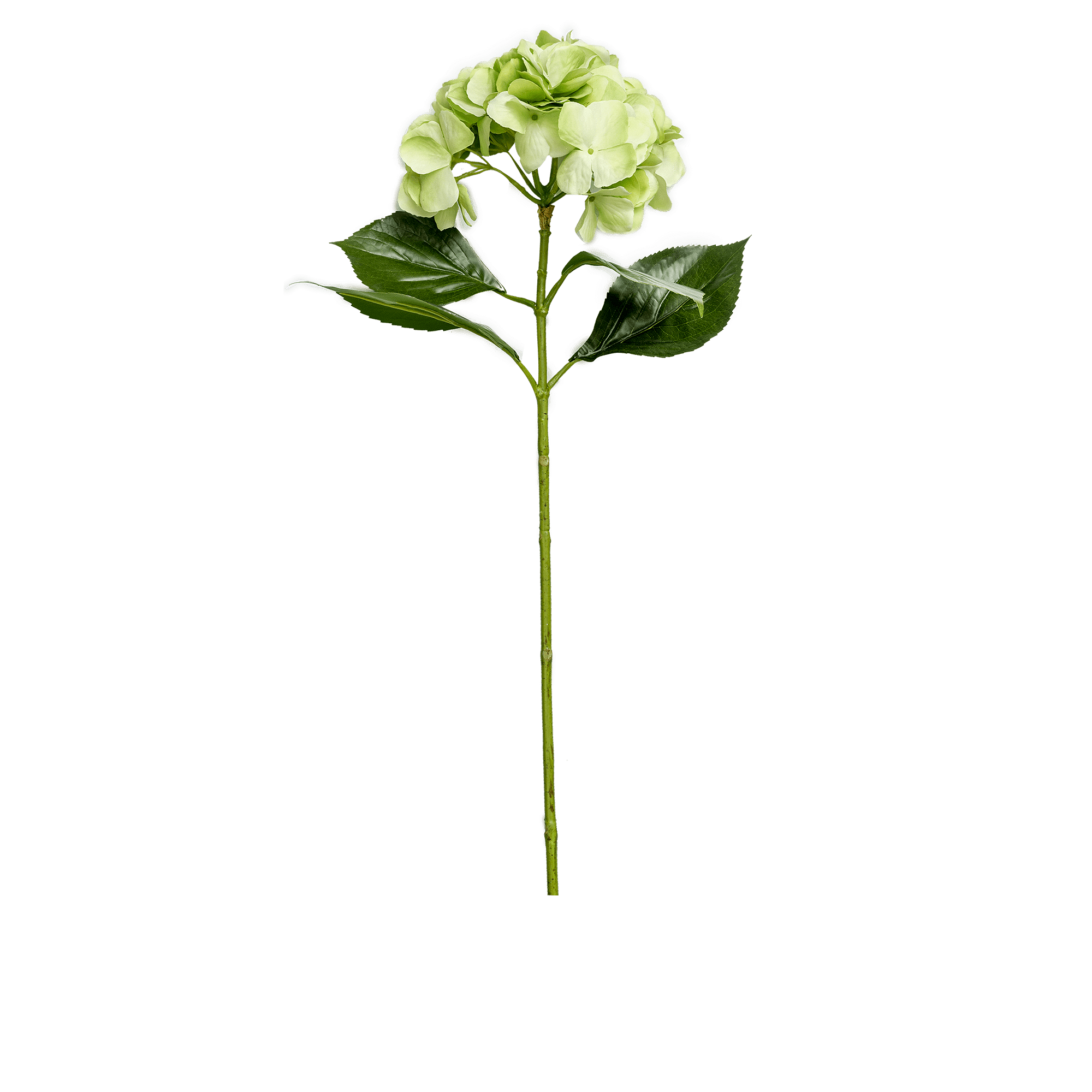 Hydrangea Stem