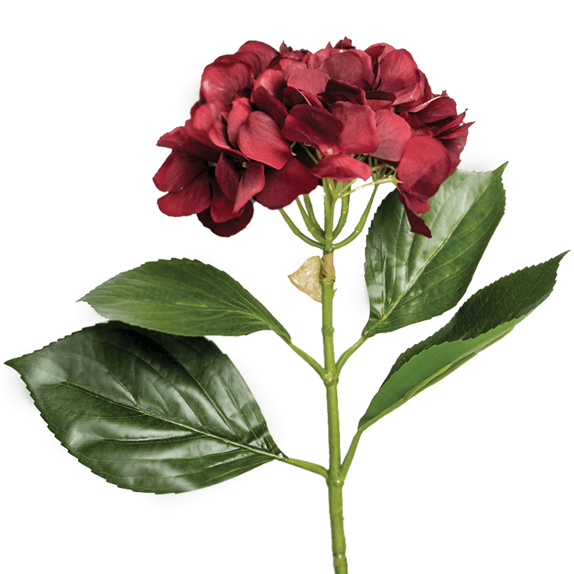 Hydrangea Stem