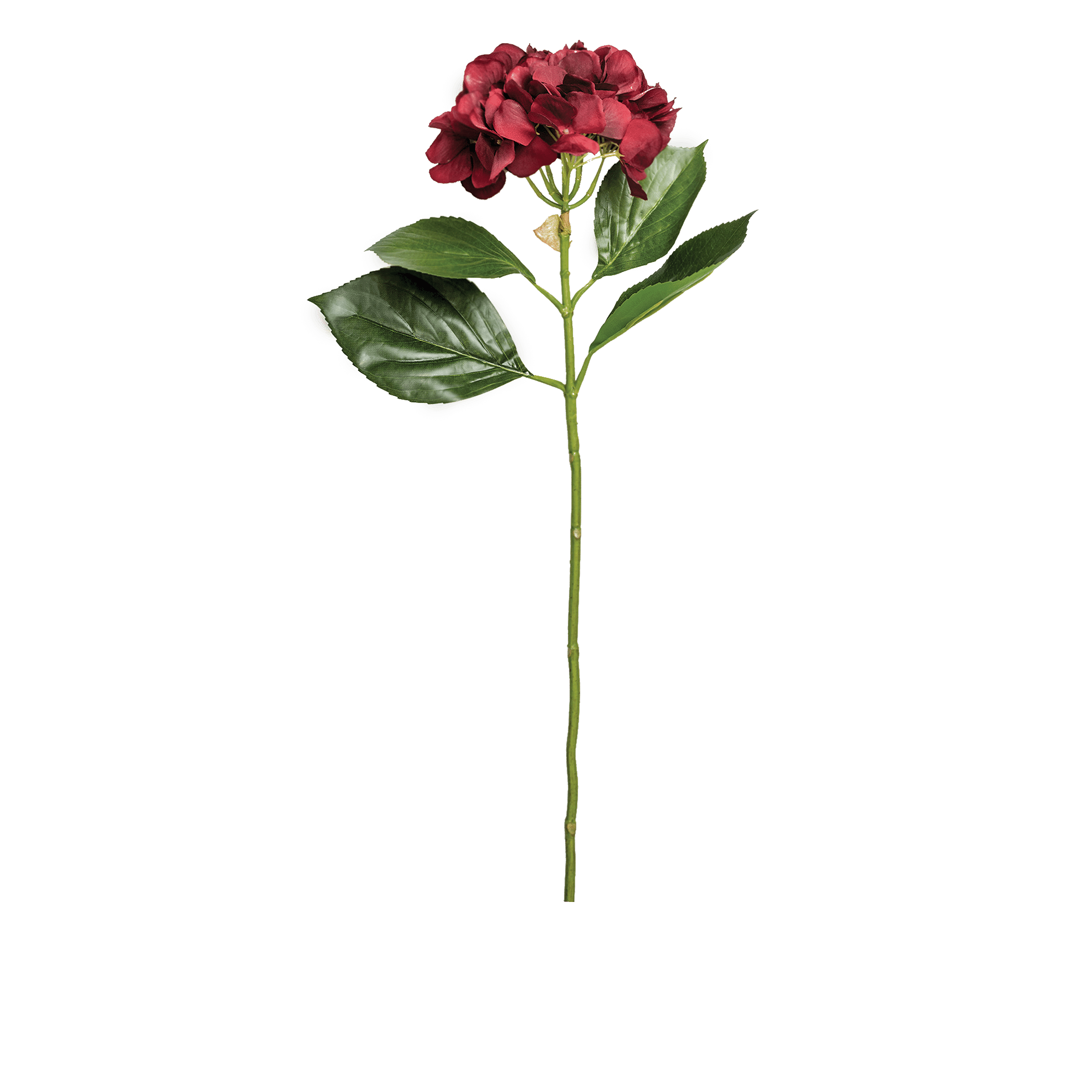 Hydrangea Stem