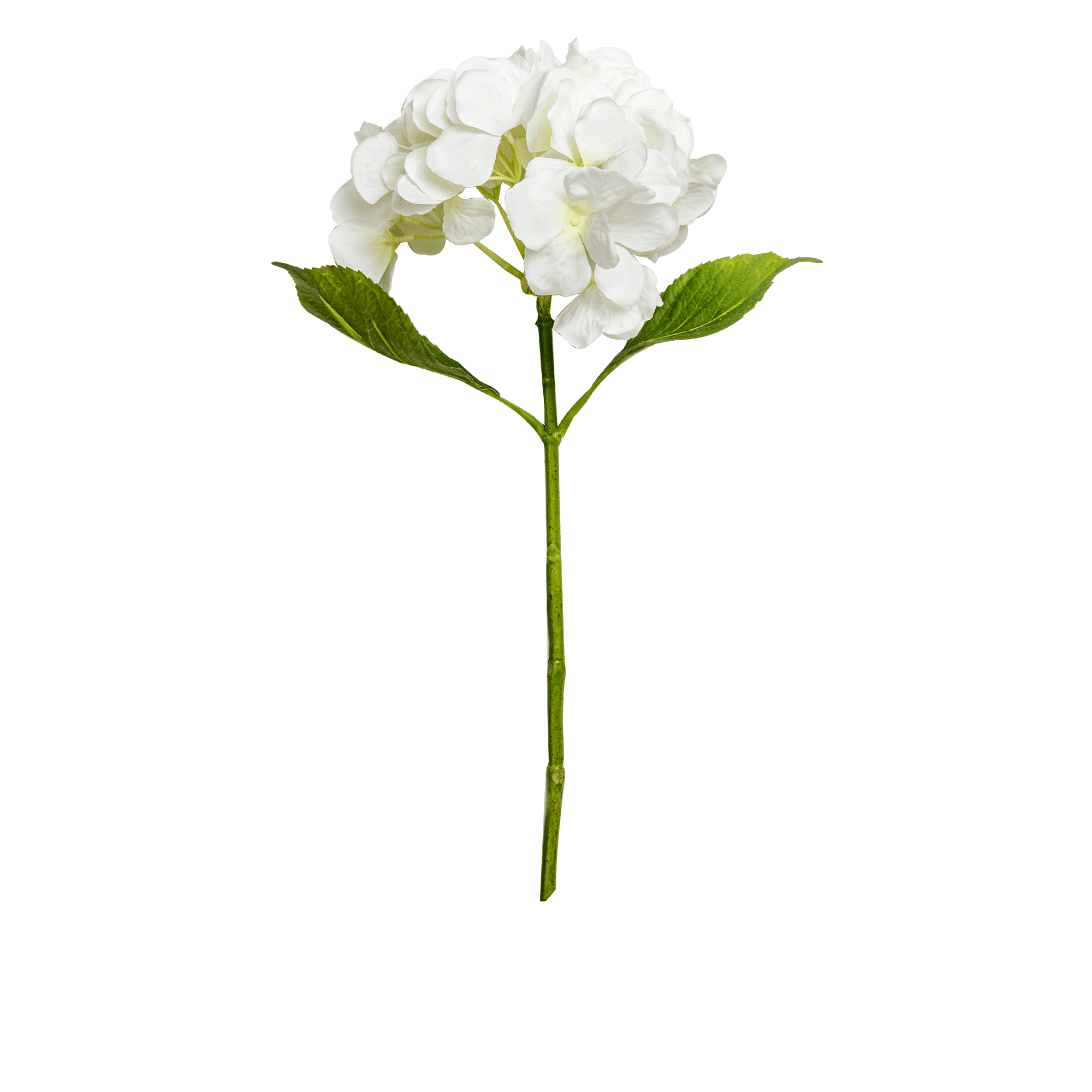 Hydrangea Stem