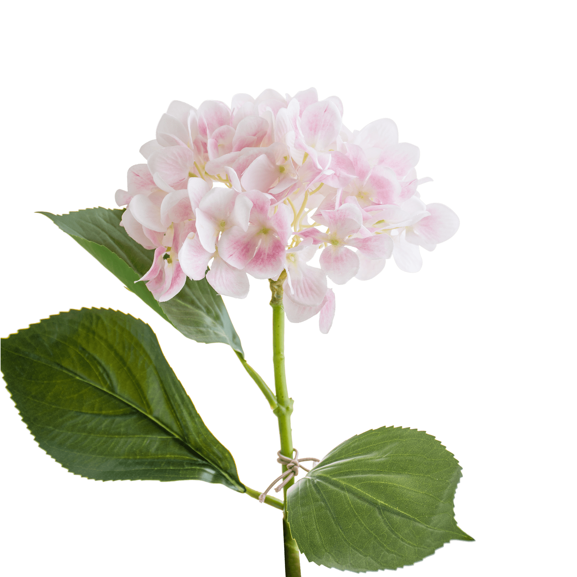 Hydrangea Stem