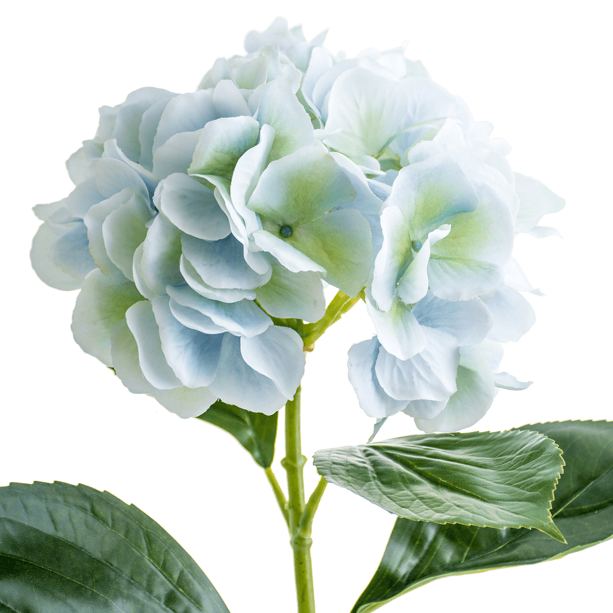 Hydrangea Stem