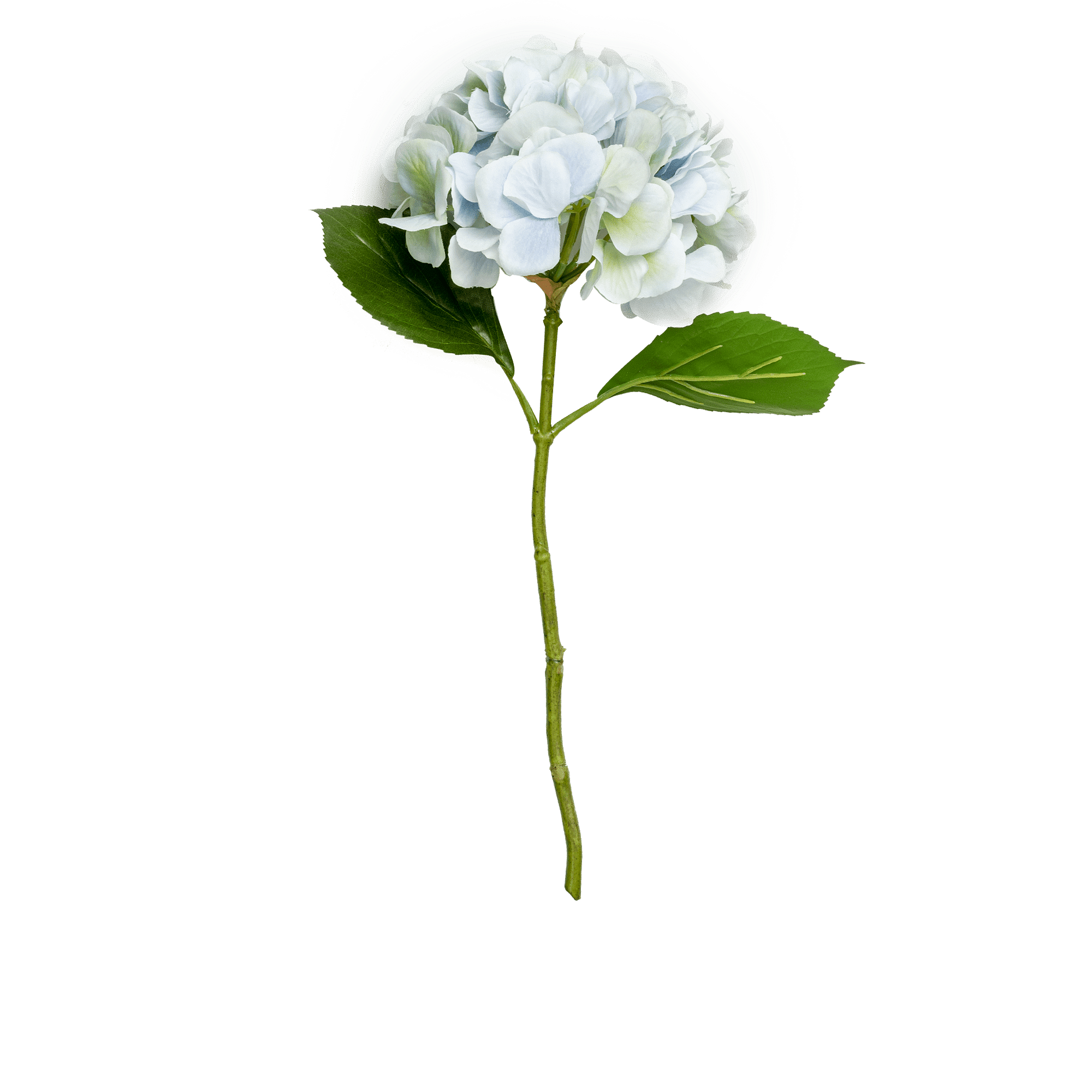 Hydrangea Stem