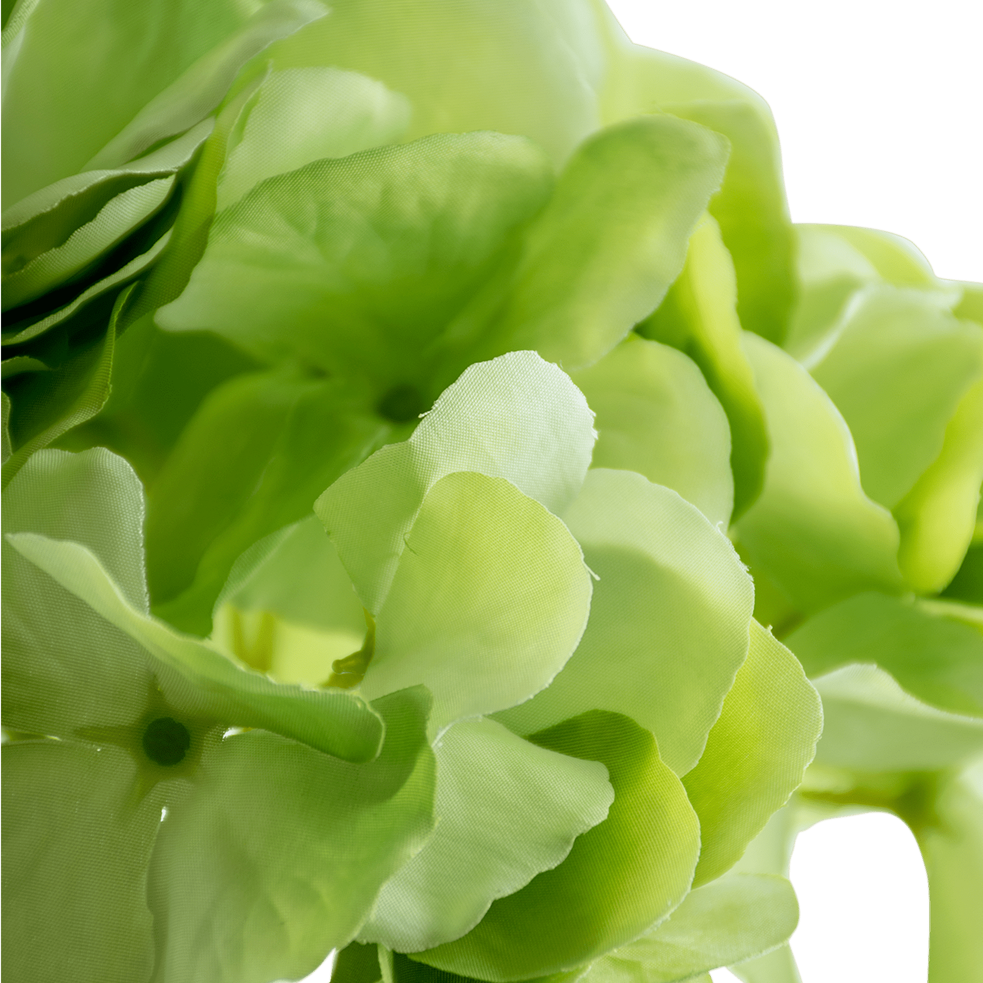 Hydrangea Stem
