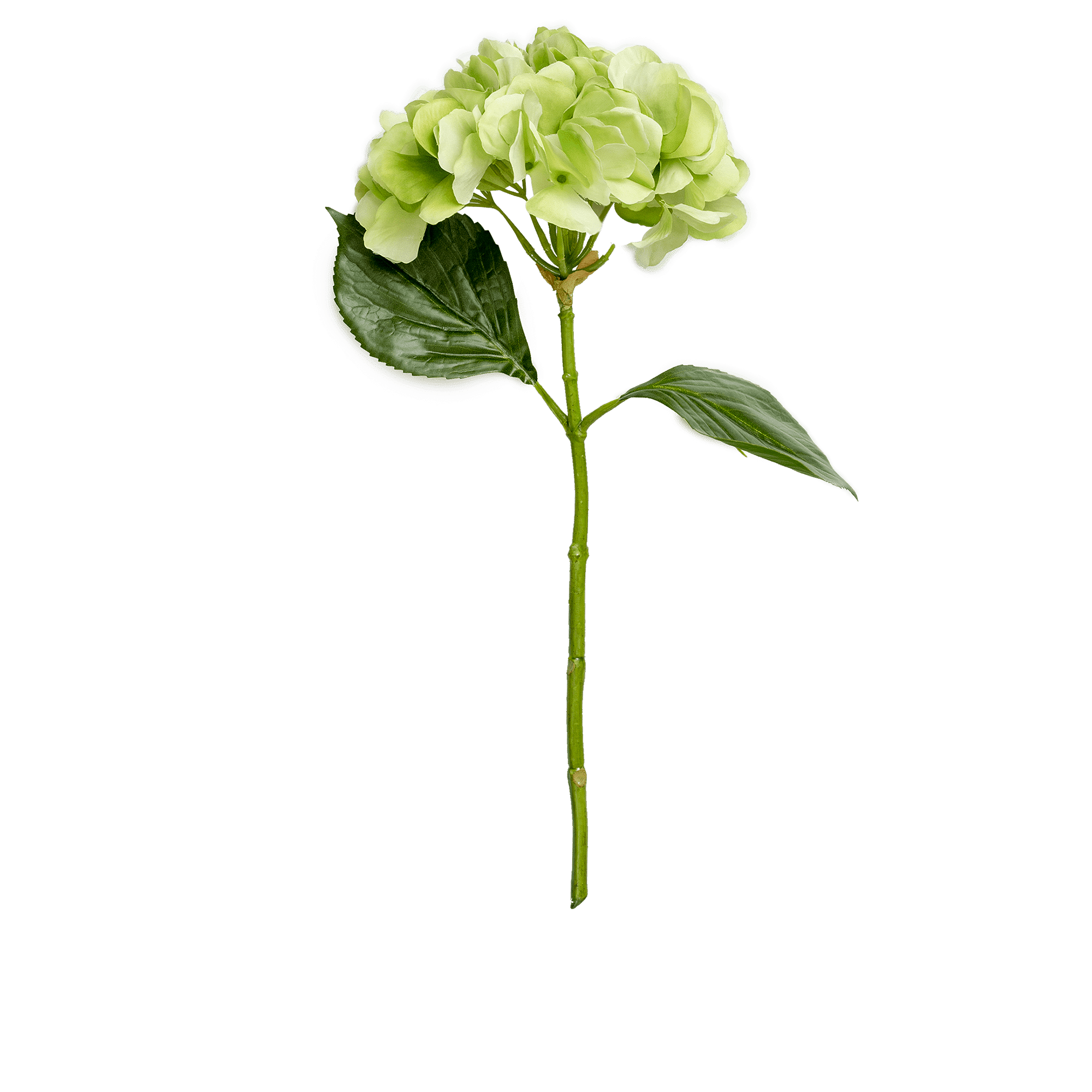 Hydrangea Stem