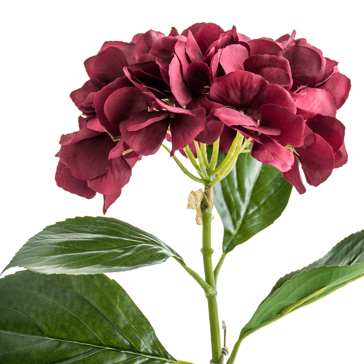 Hydrangea Stem