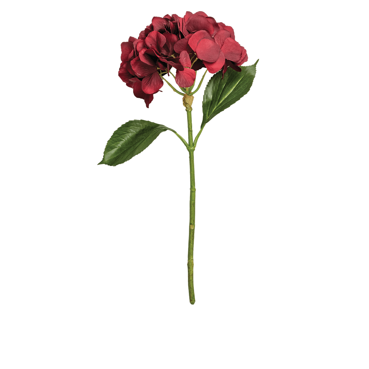 Hydrangea Stem