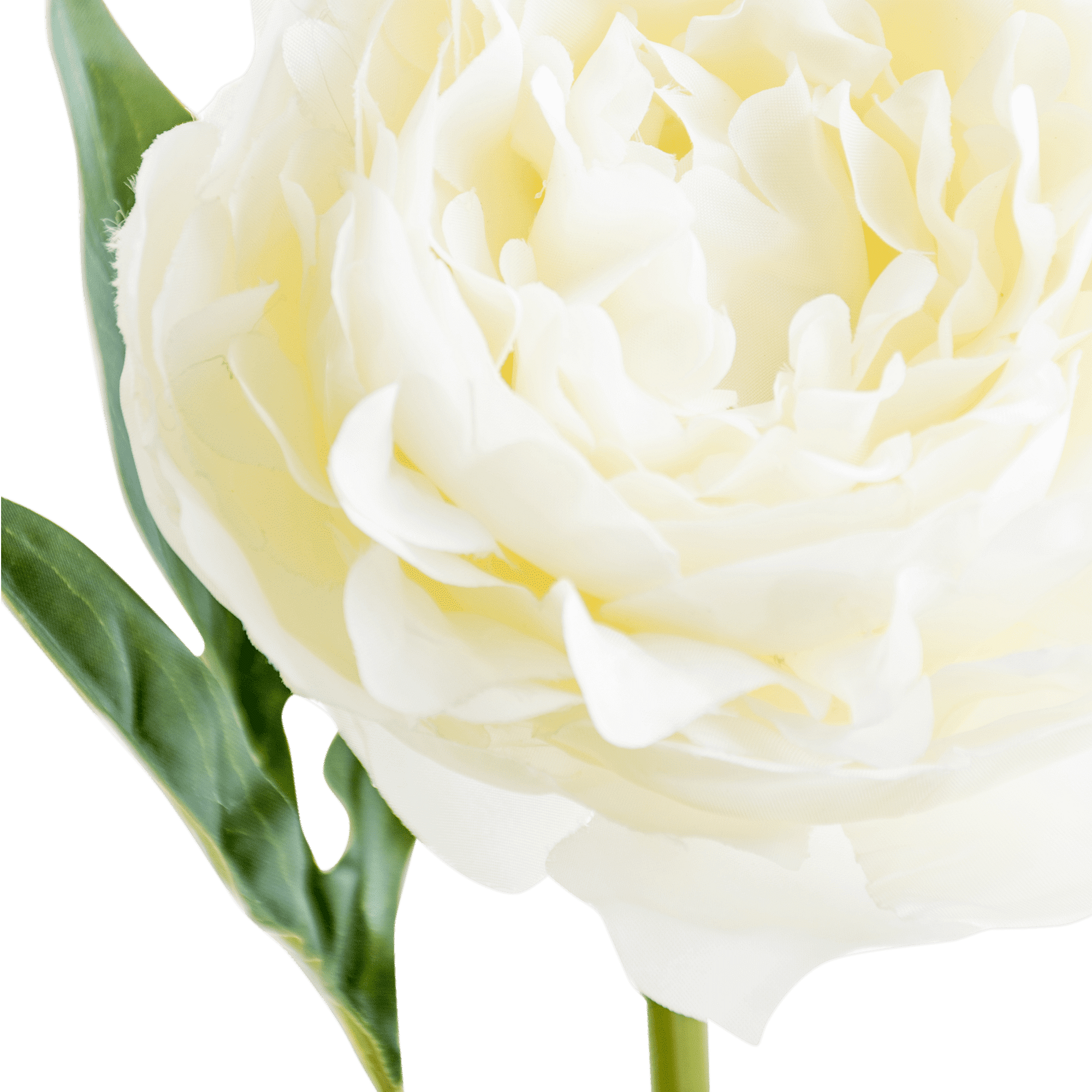 Peony Stem