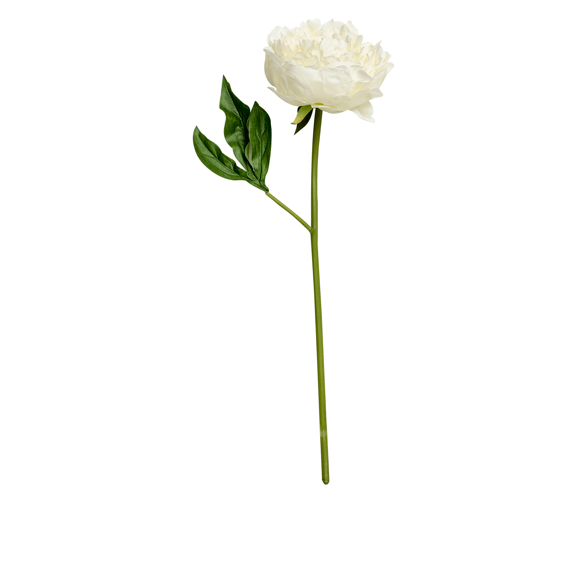 Peony Stem