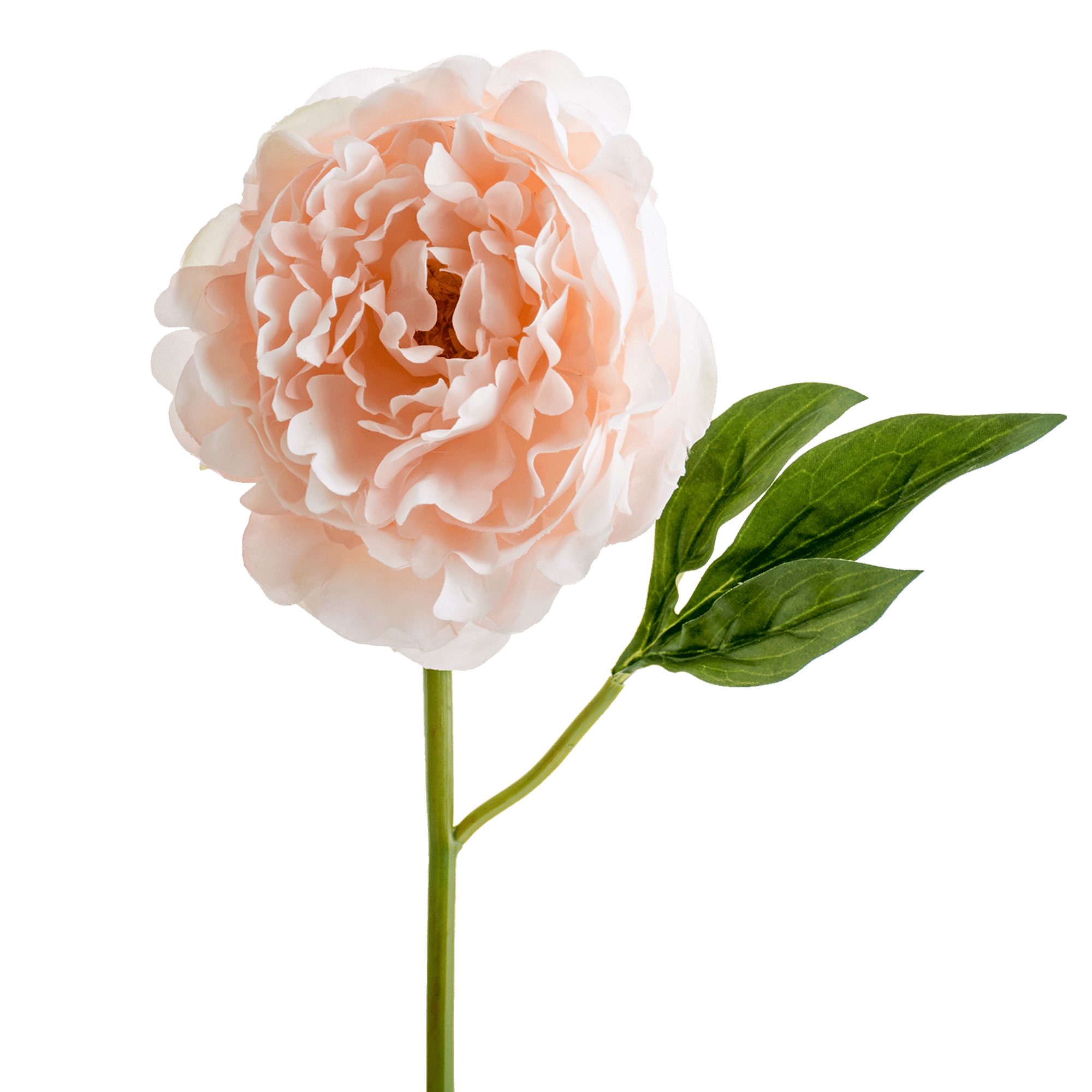 Peony Stem