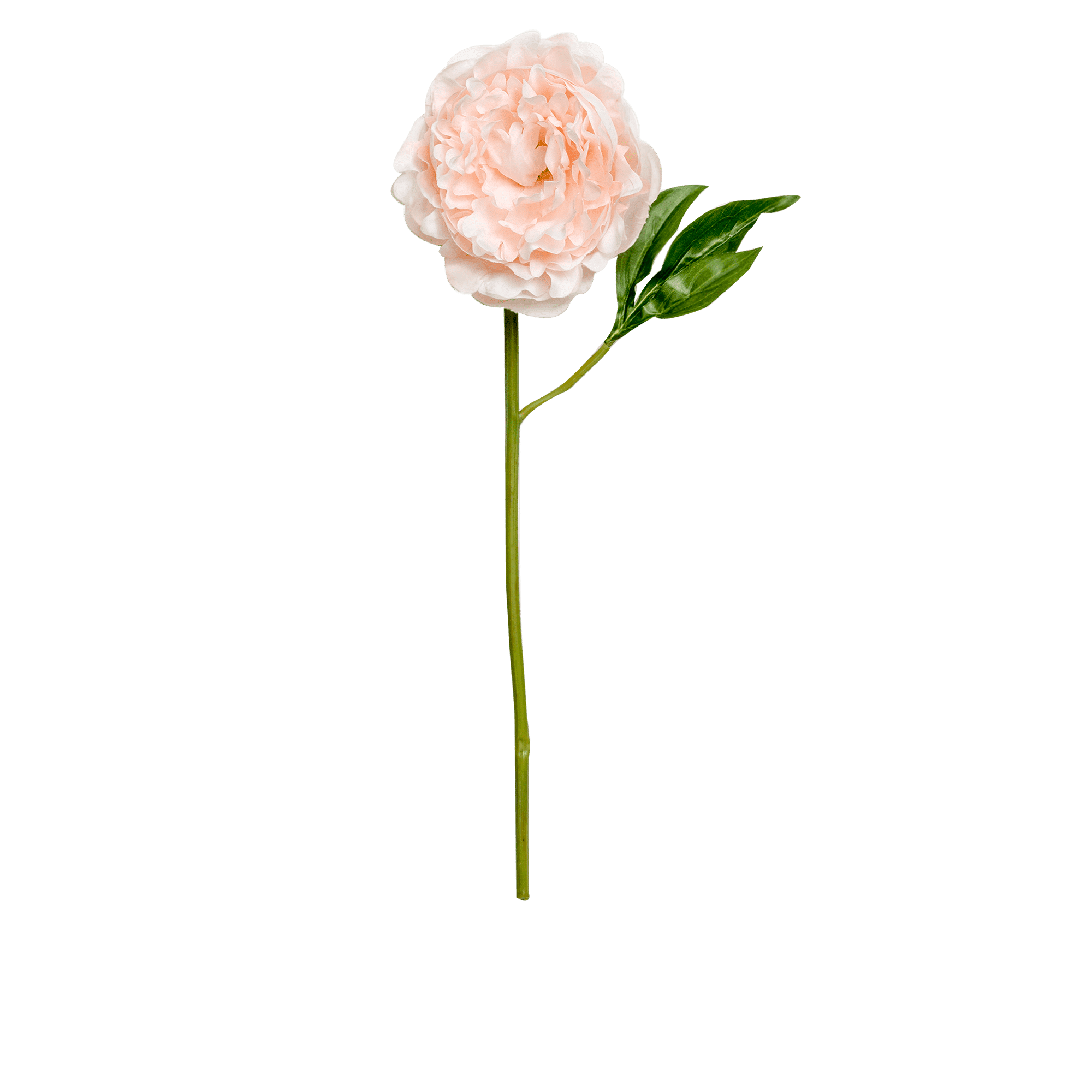 Peony Stem