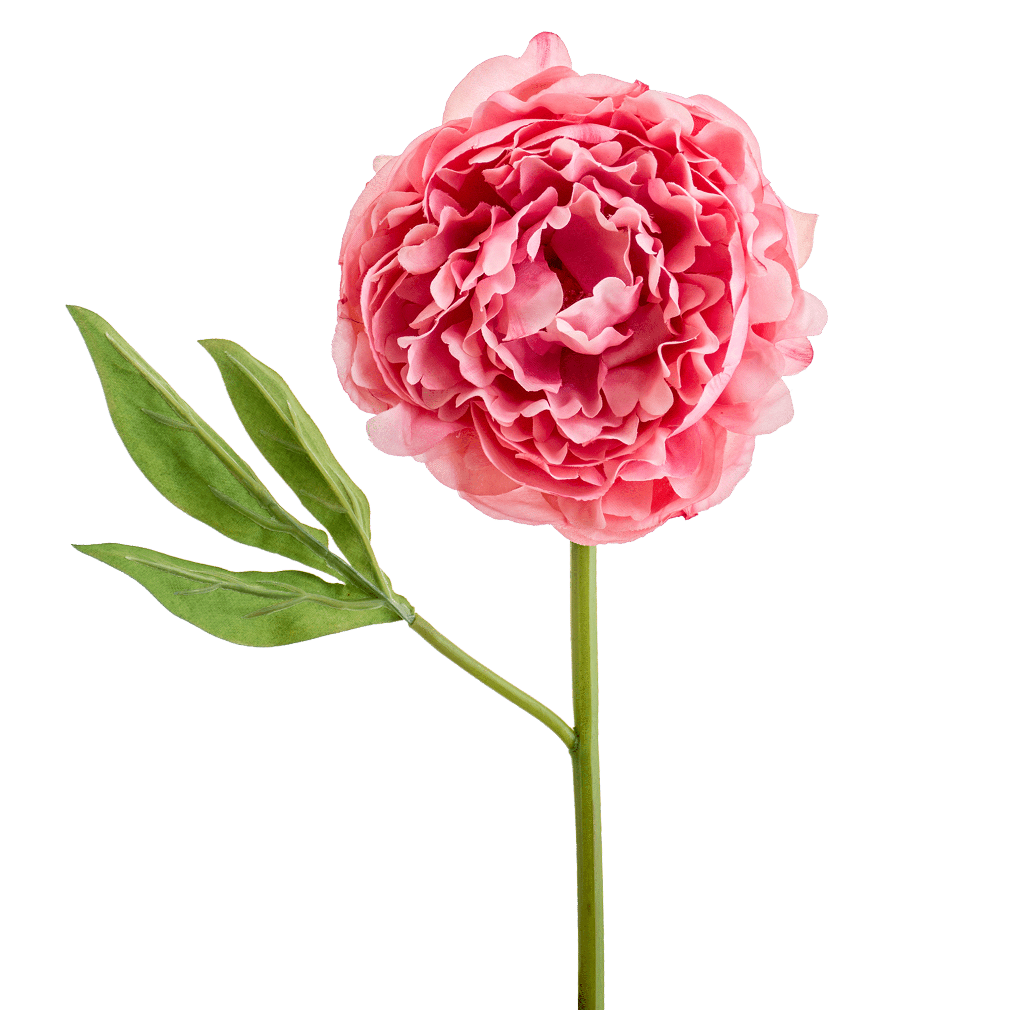 Peony Stem