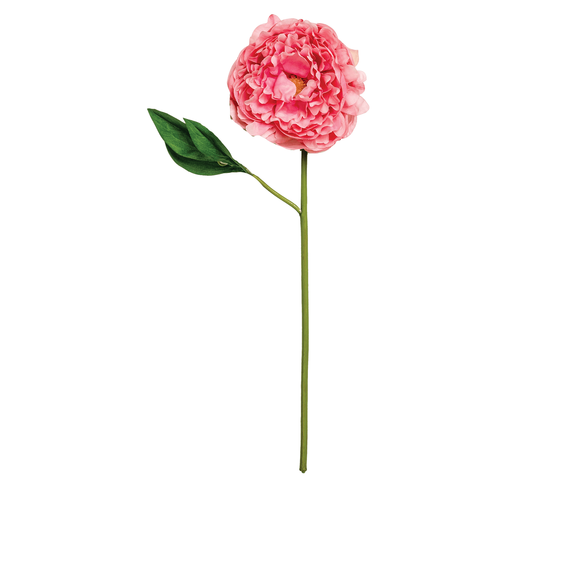 Peony Stem