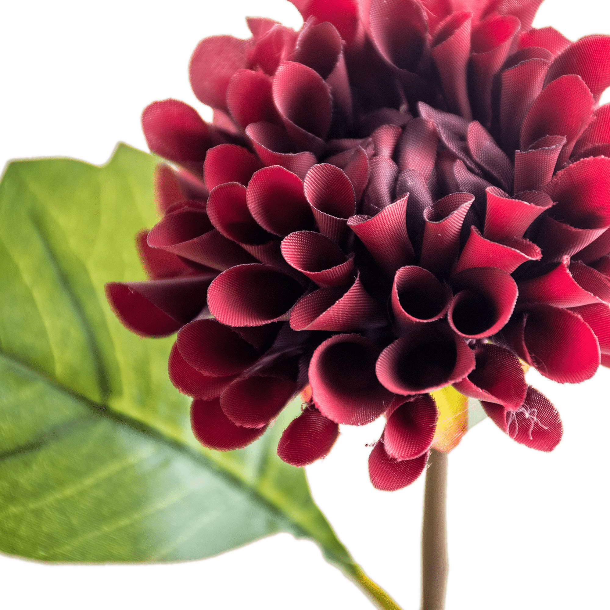 Dahlia Stem
