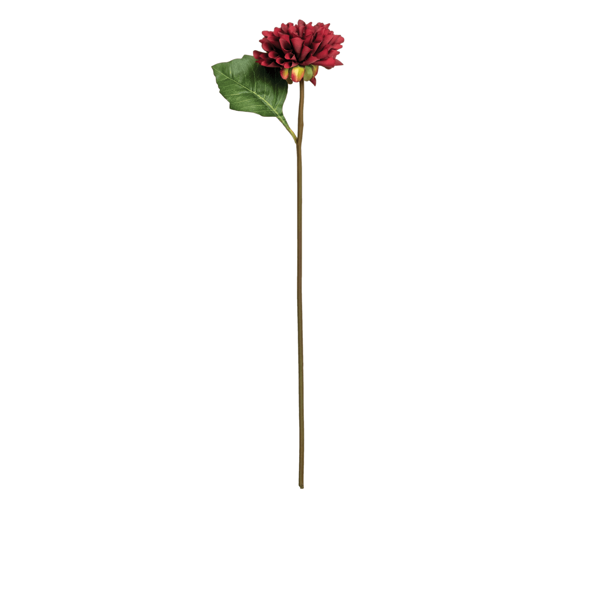 Dahlia Stem