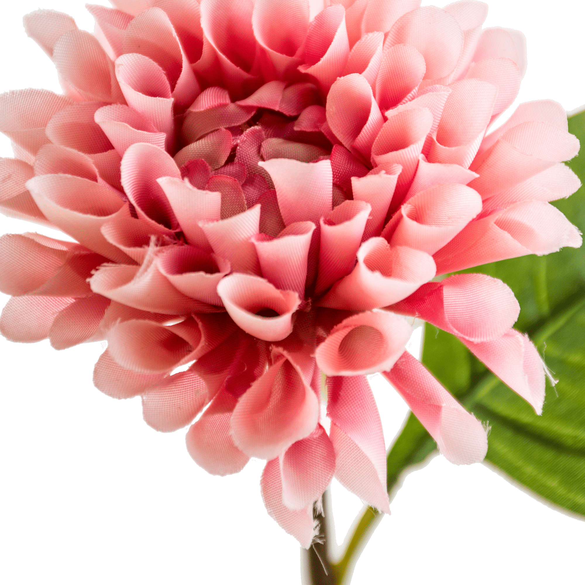 Dahlia Stem