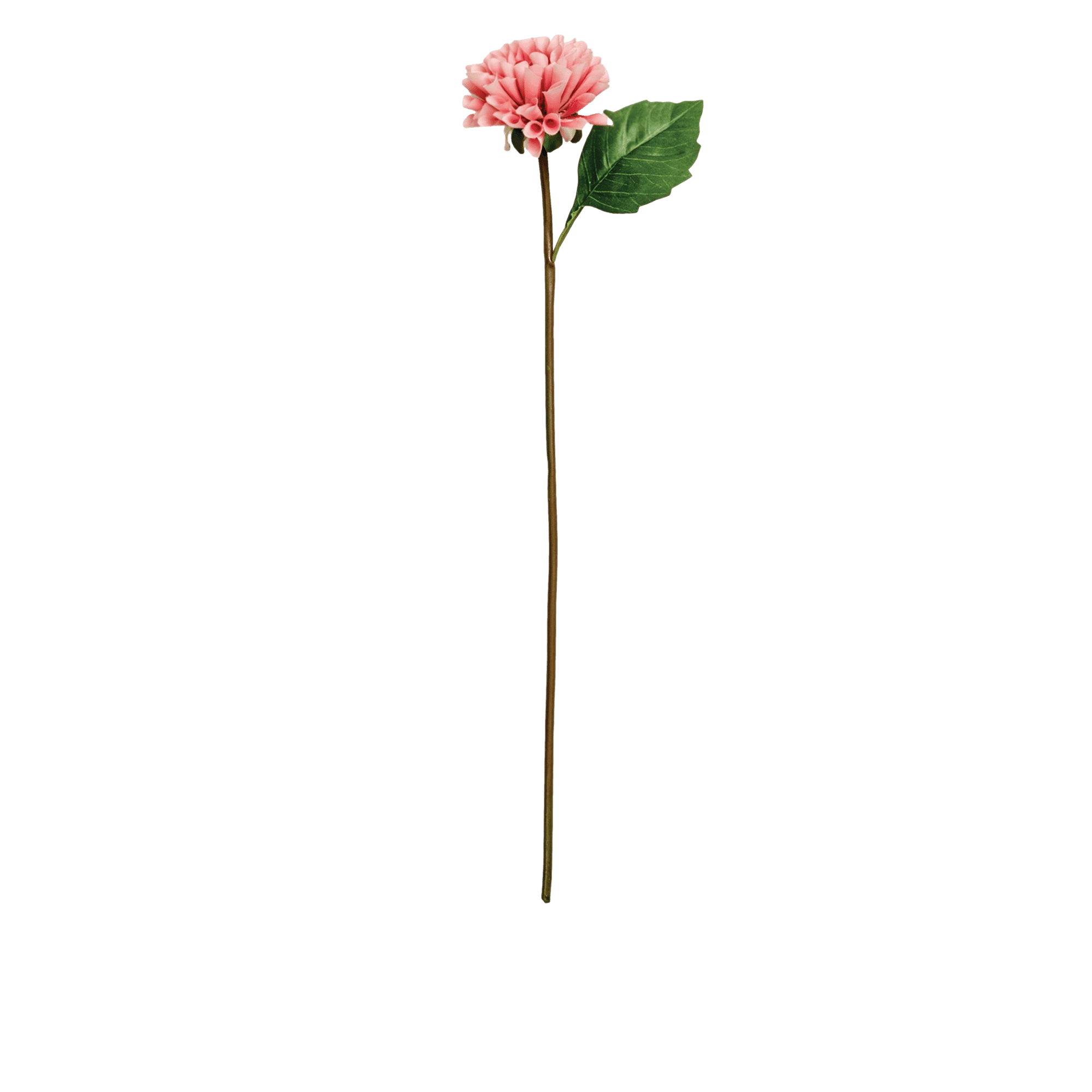 Dahlia Stem