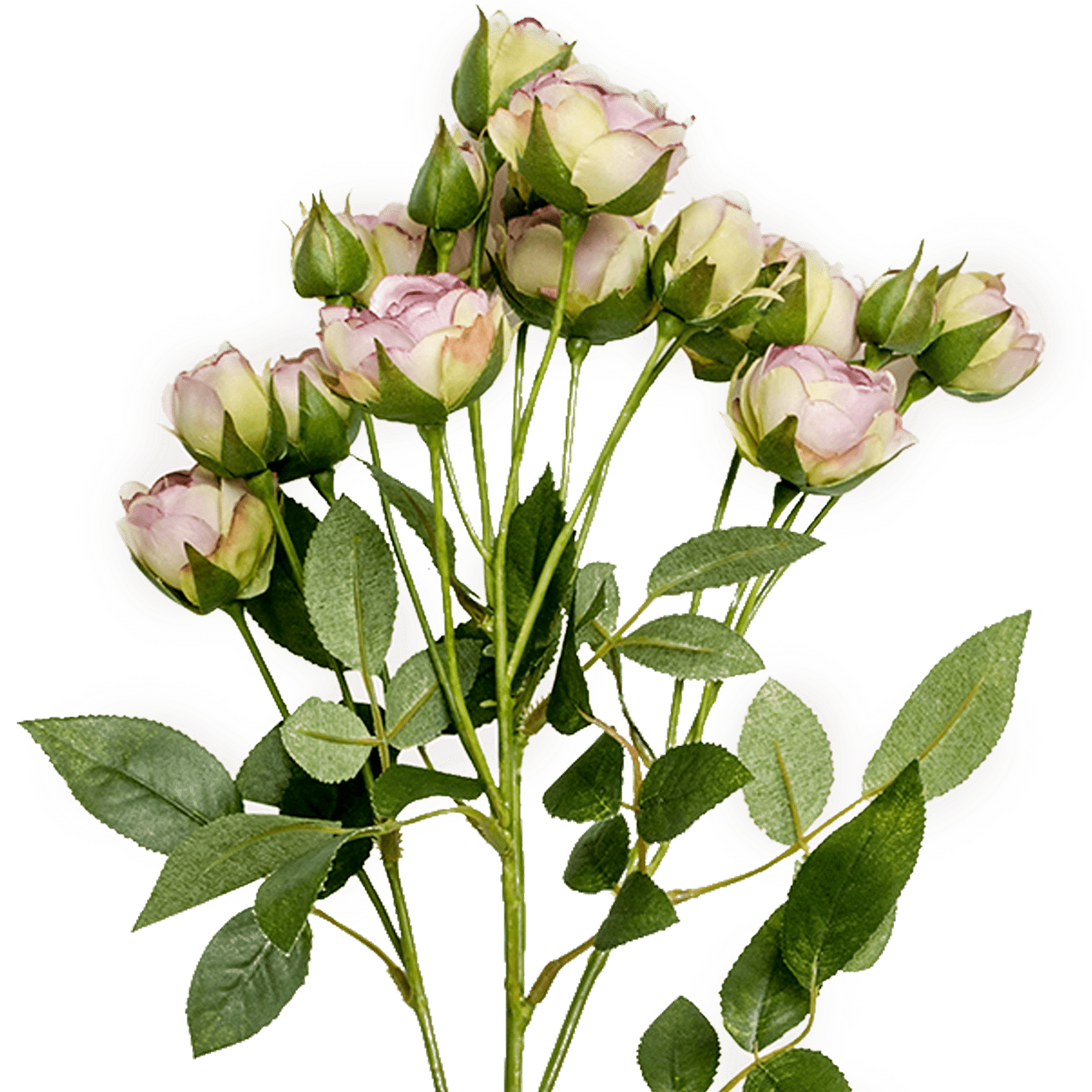 Rose Spray