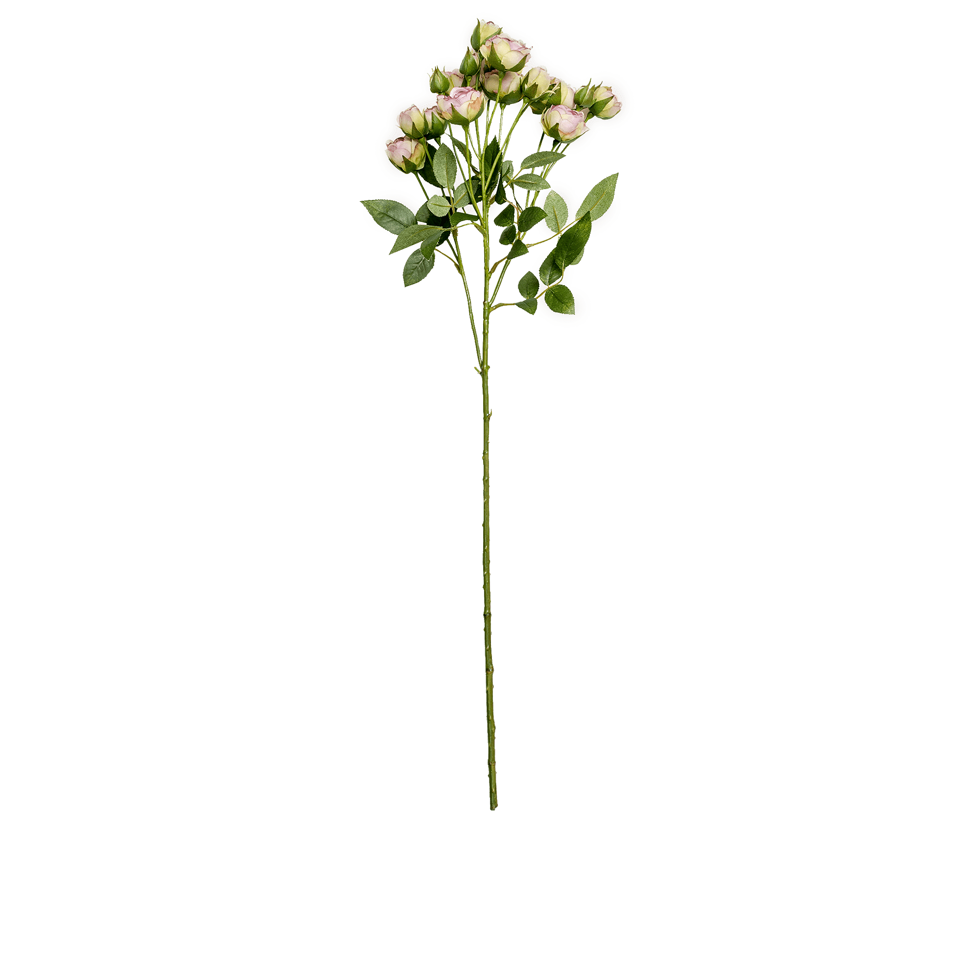 Rose Spray