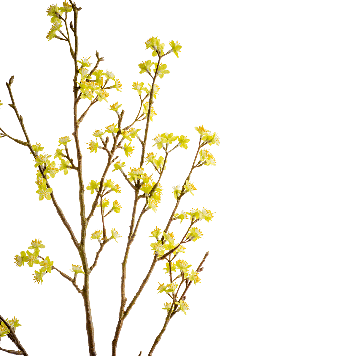 Forsythia Spray