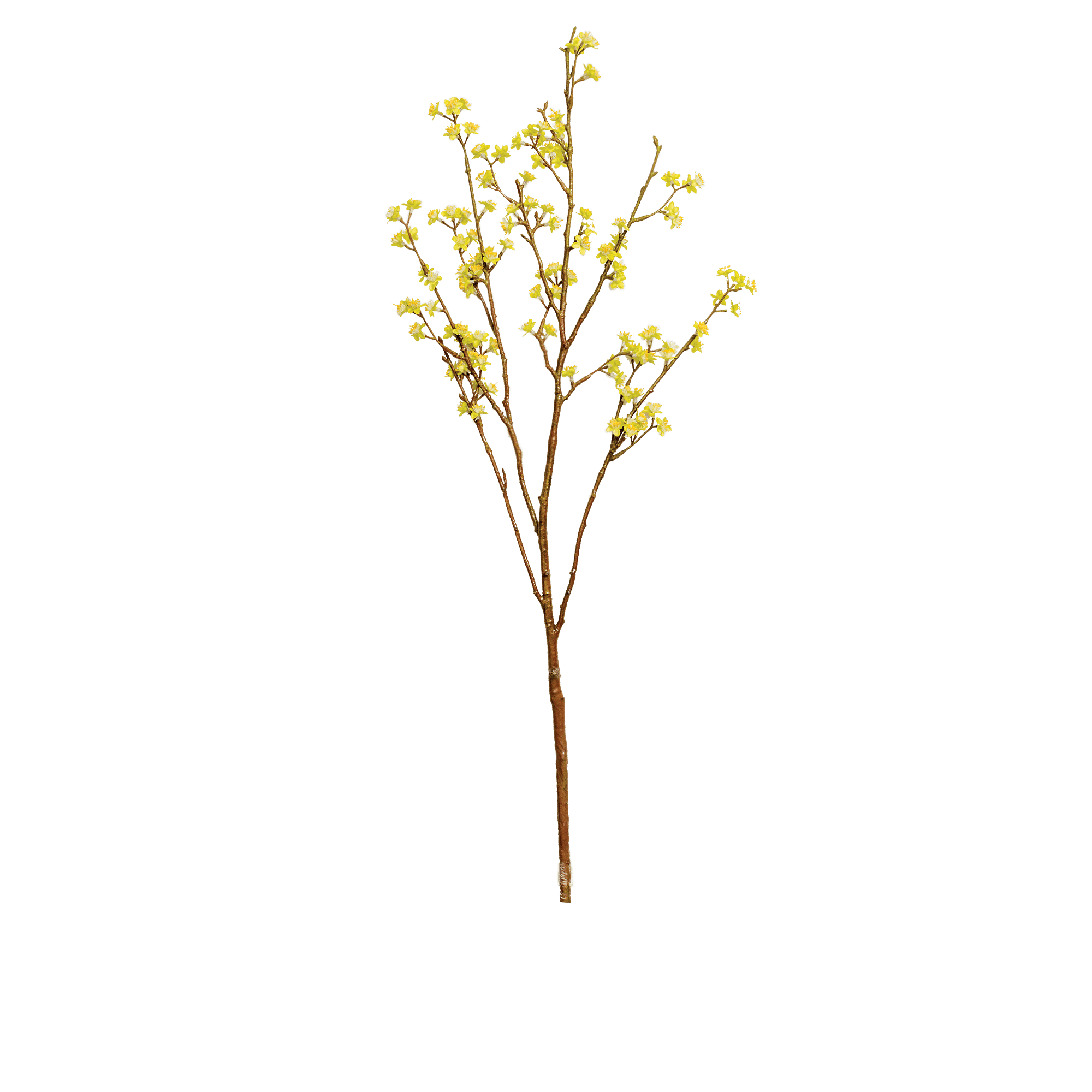 Forsythia Spray