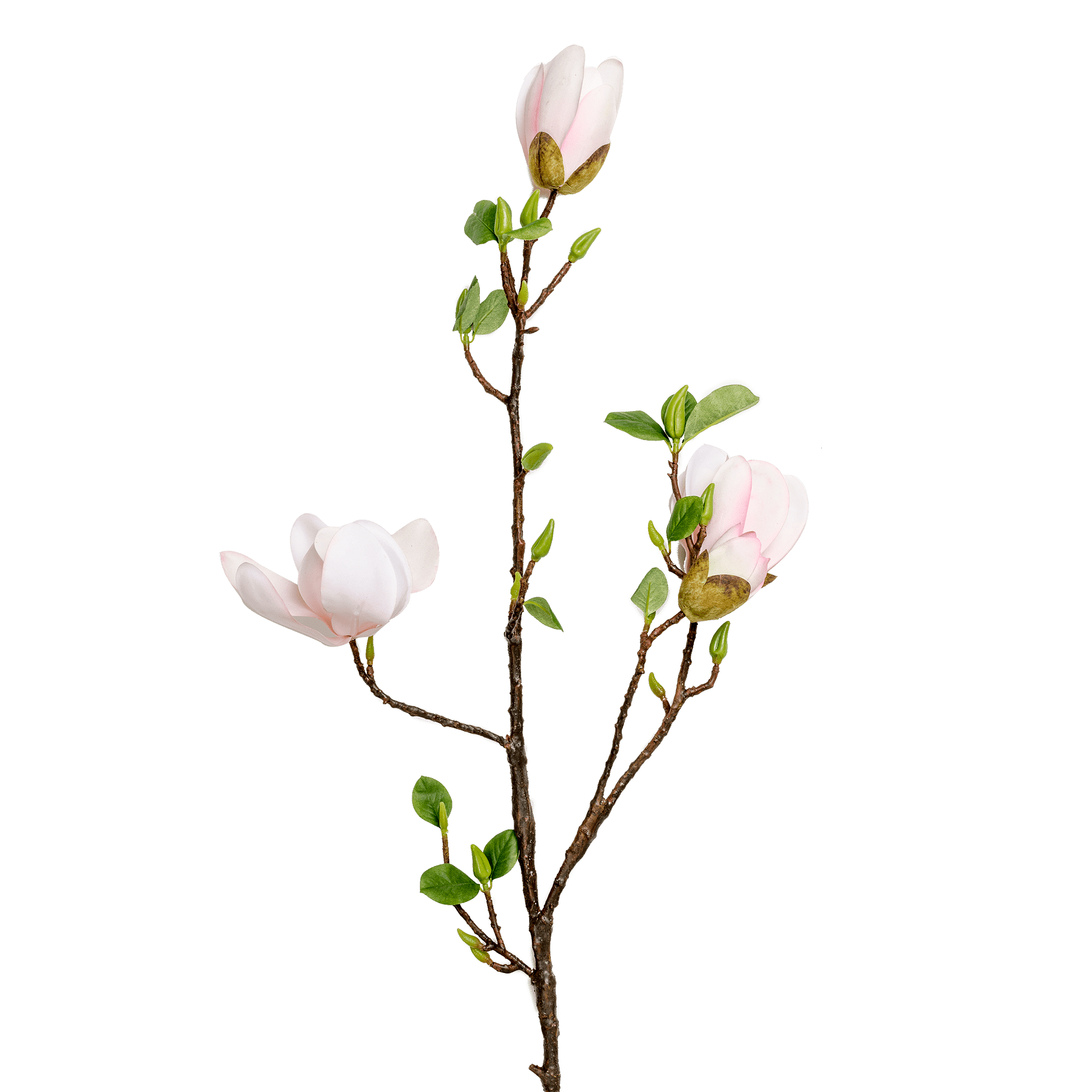 Magnolia Spray