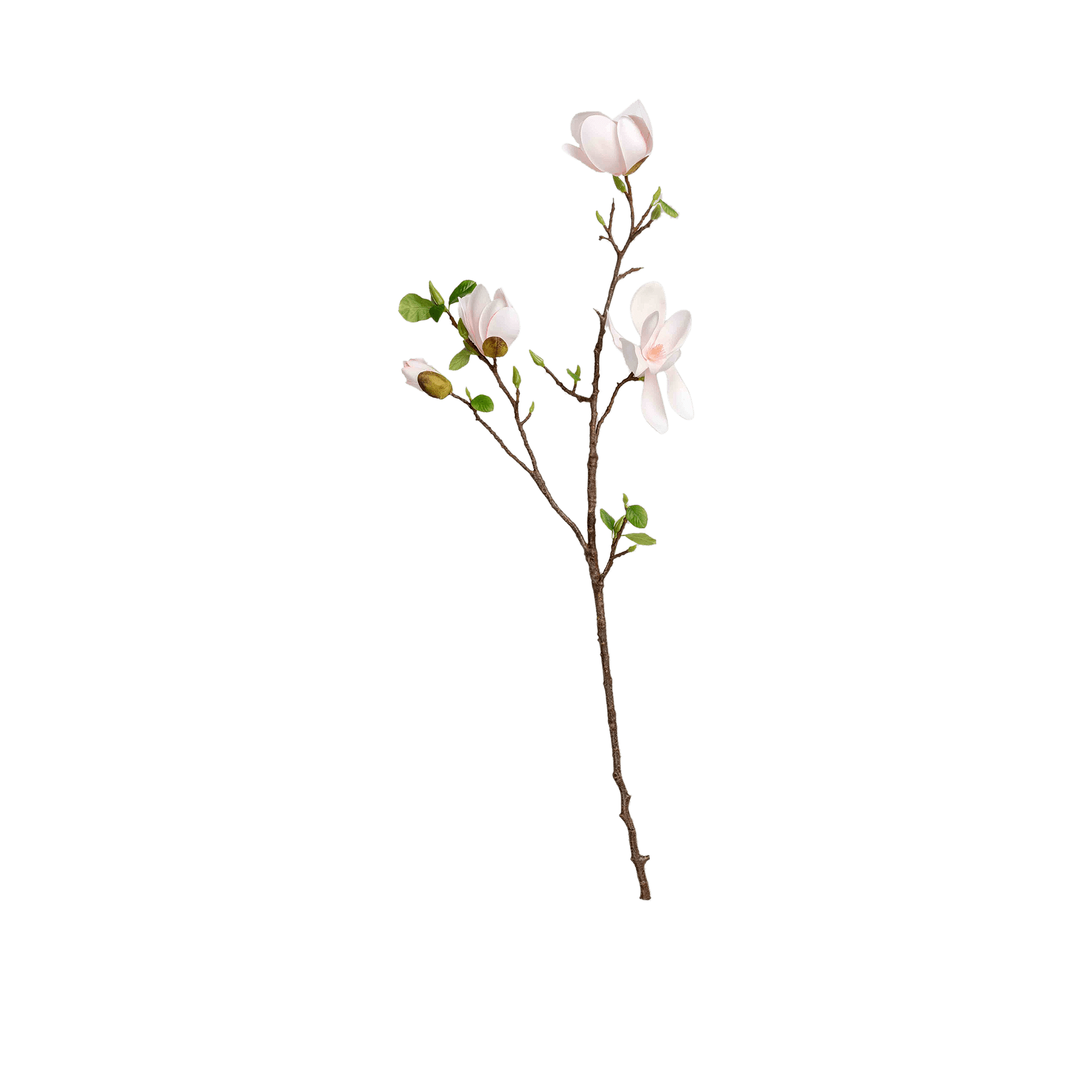 Magnolia Spray