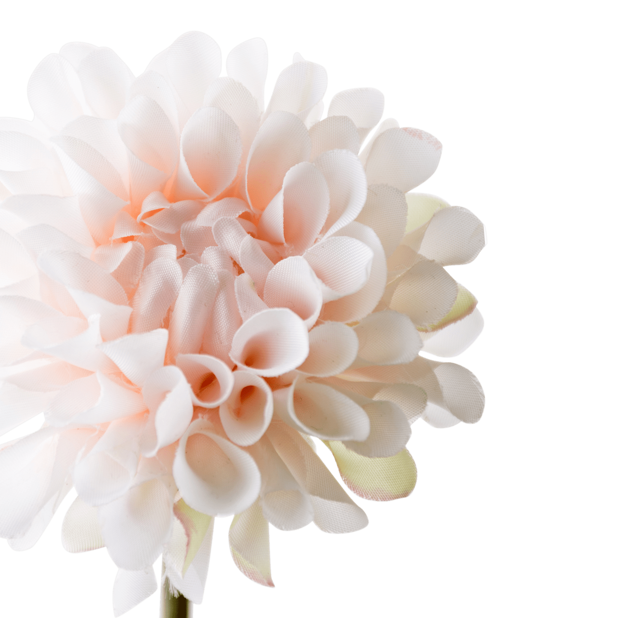 Dahlia Stem