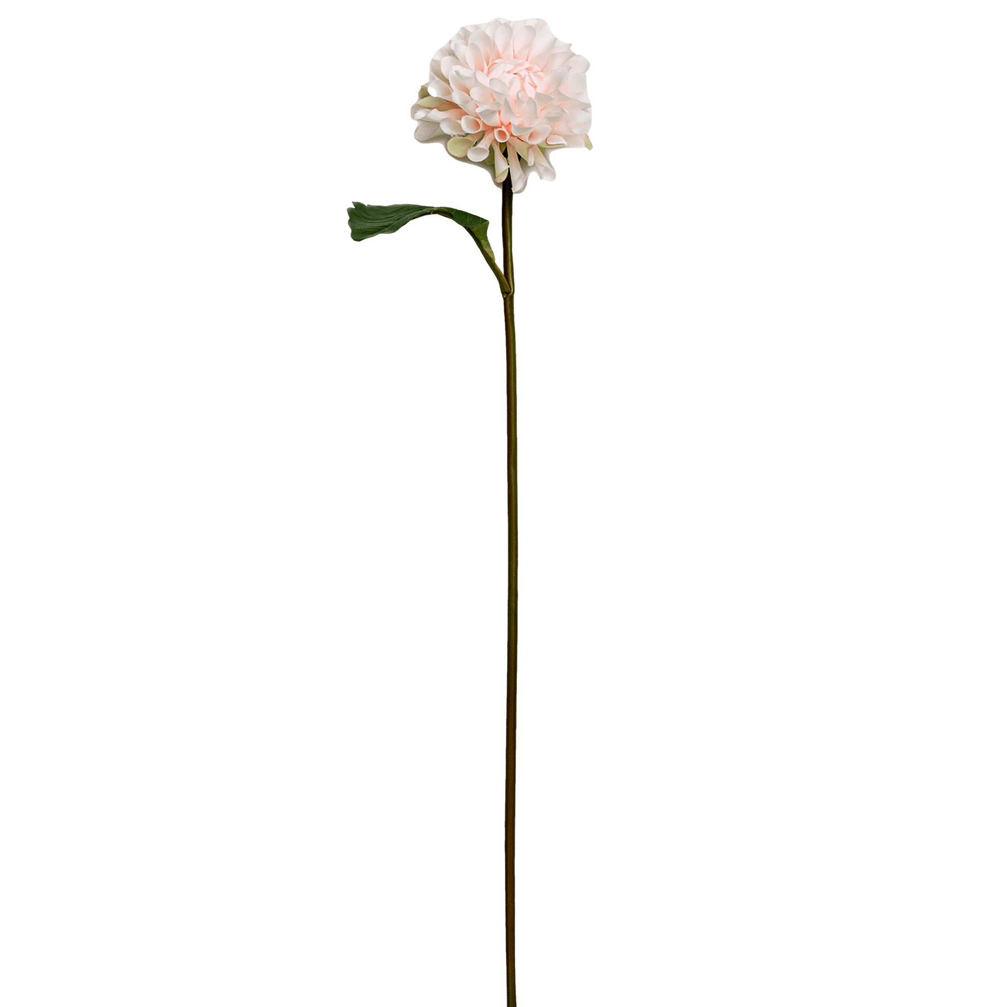 Dahlia Stem