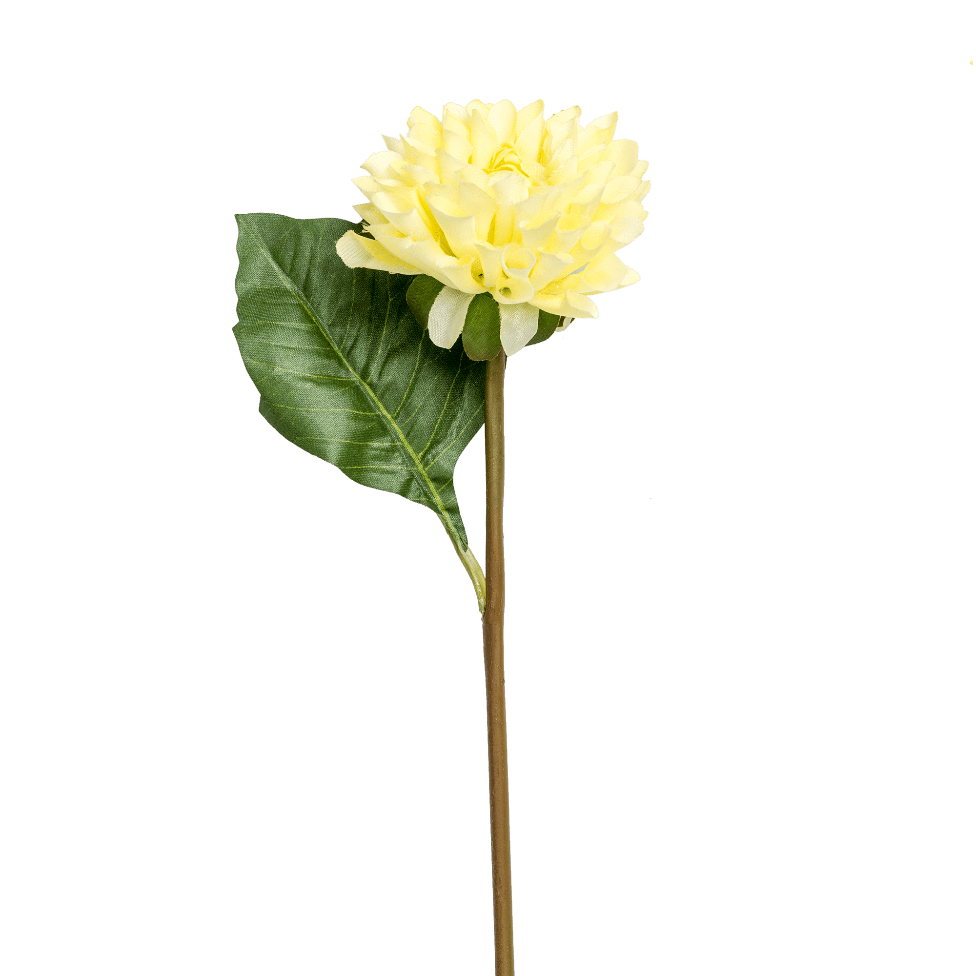 Dahlia Stem