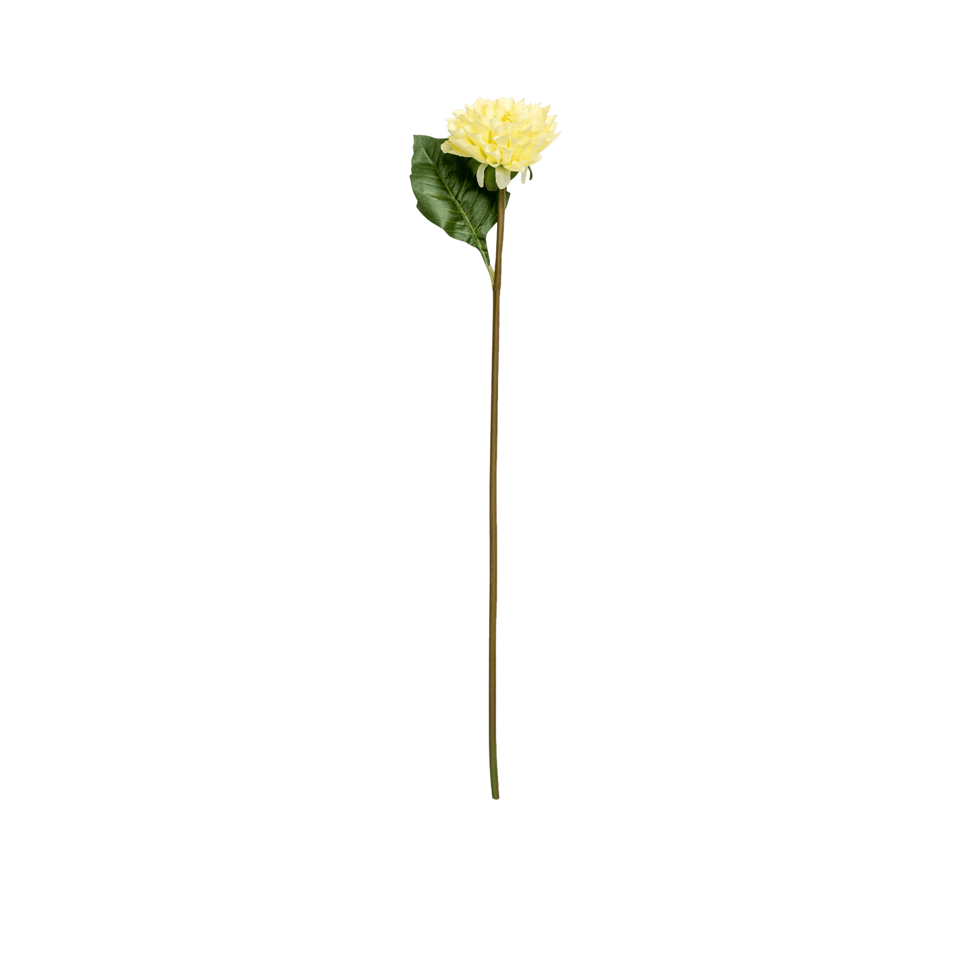 Dahlia Stem