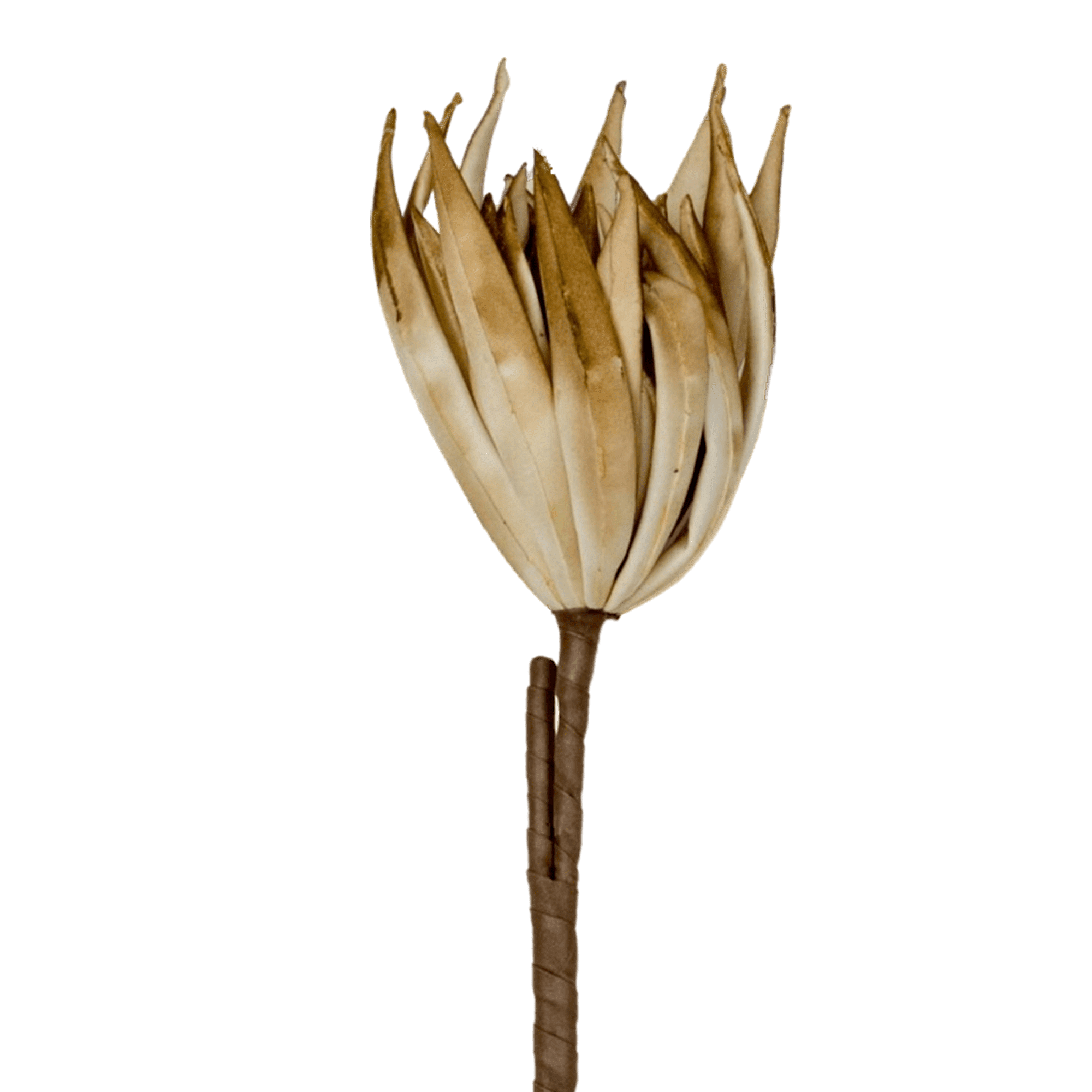Fingered Citron Stem