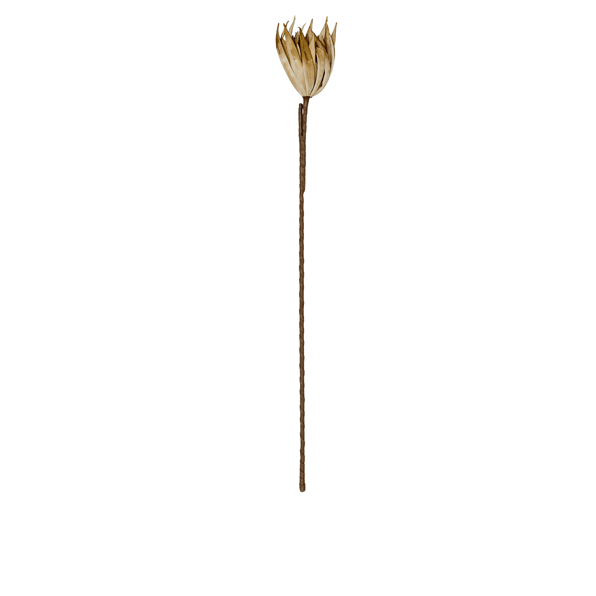 Fingered Citron Stem
