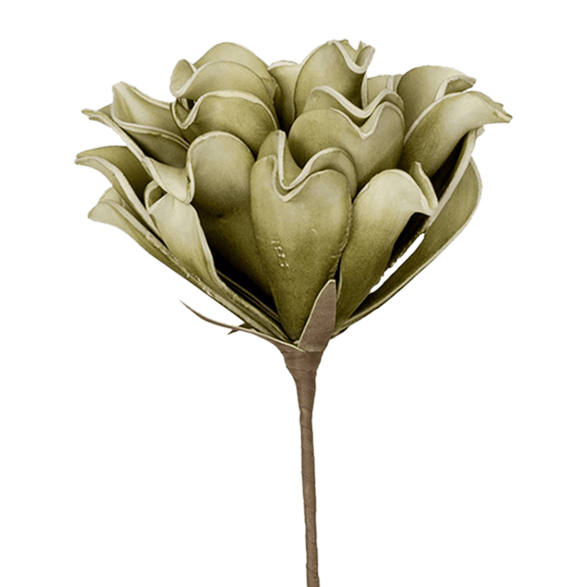 Dahlia Stem