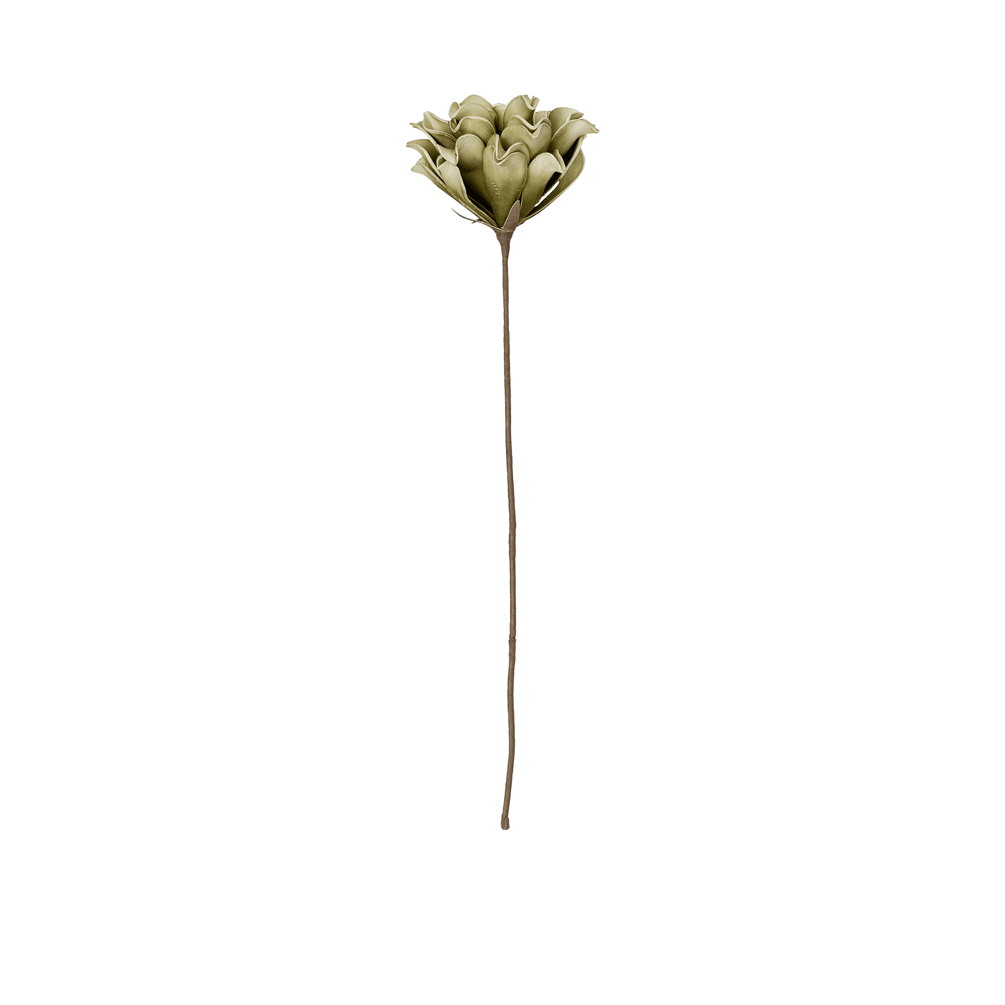 Dahlia Stem