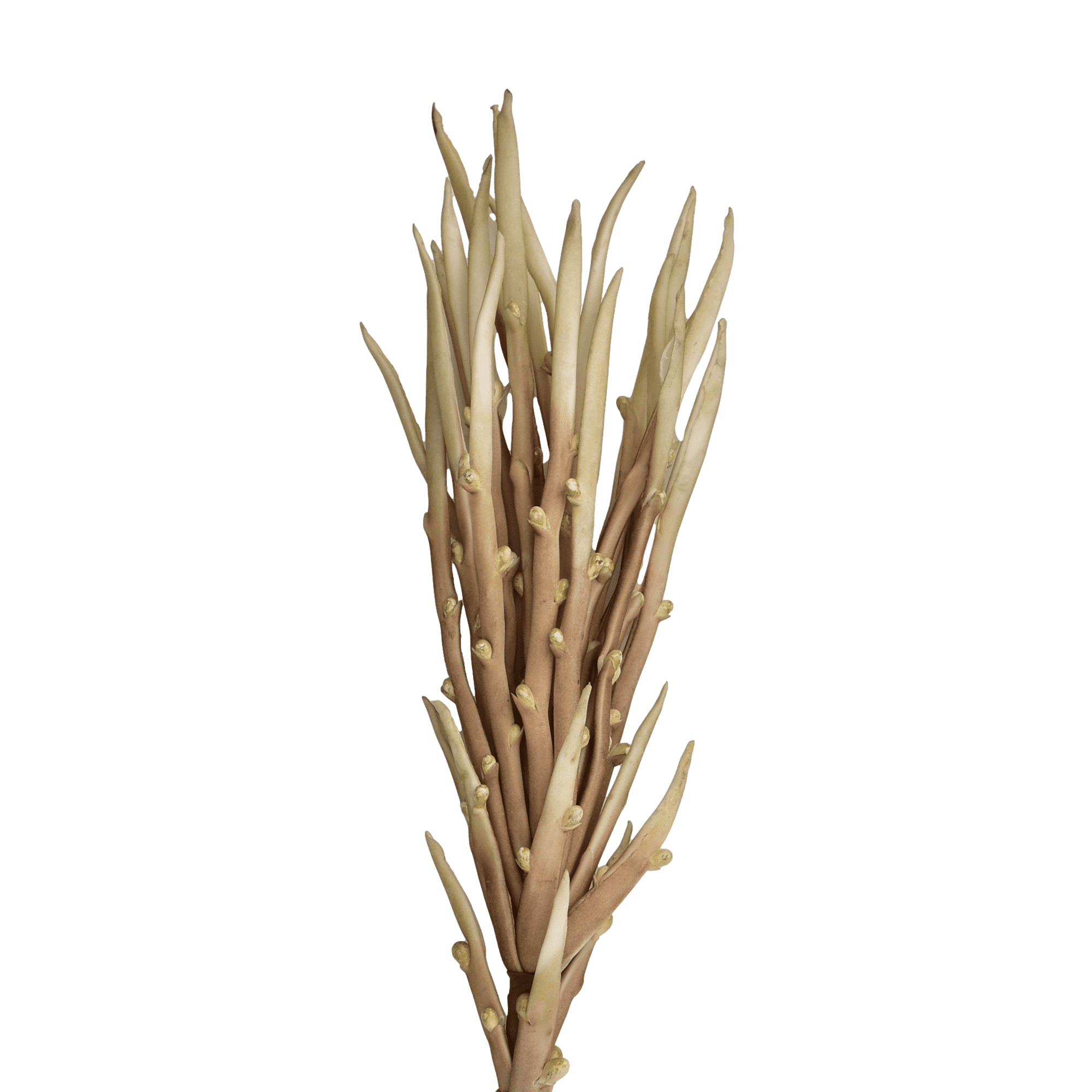 Aloe Stem