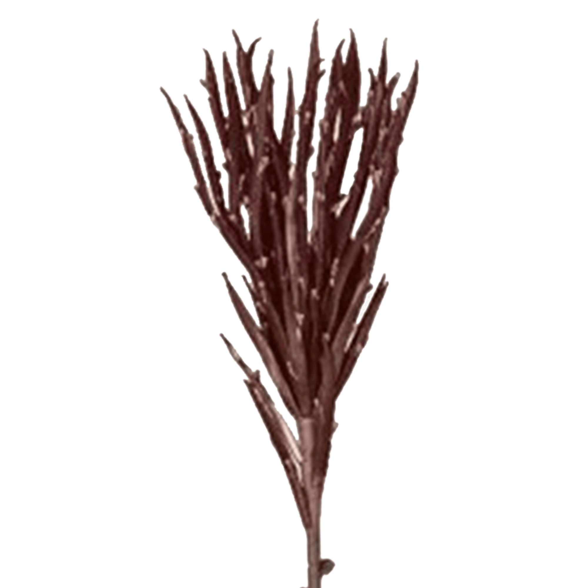 Aloe Stem