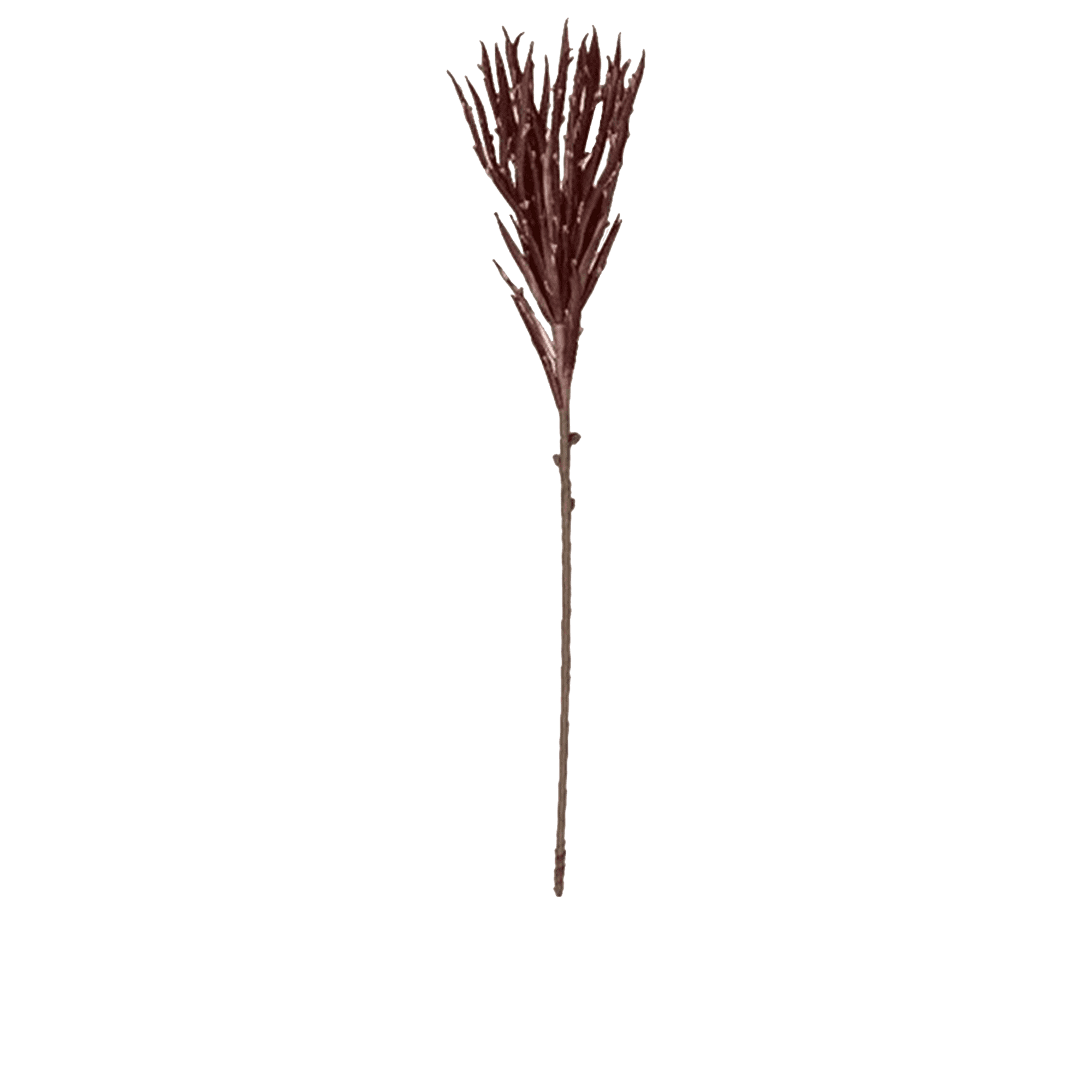 Aloe Stem