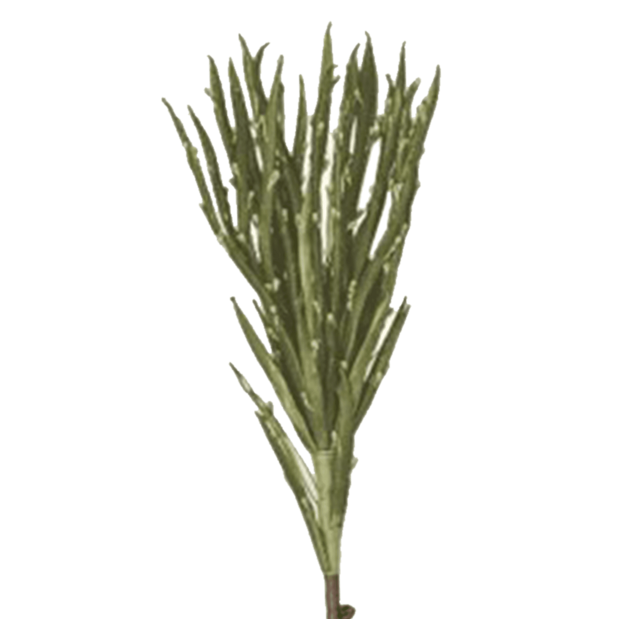 Aloe Stem
